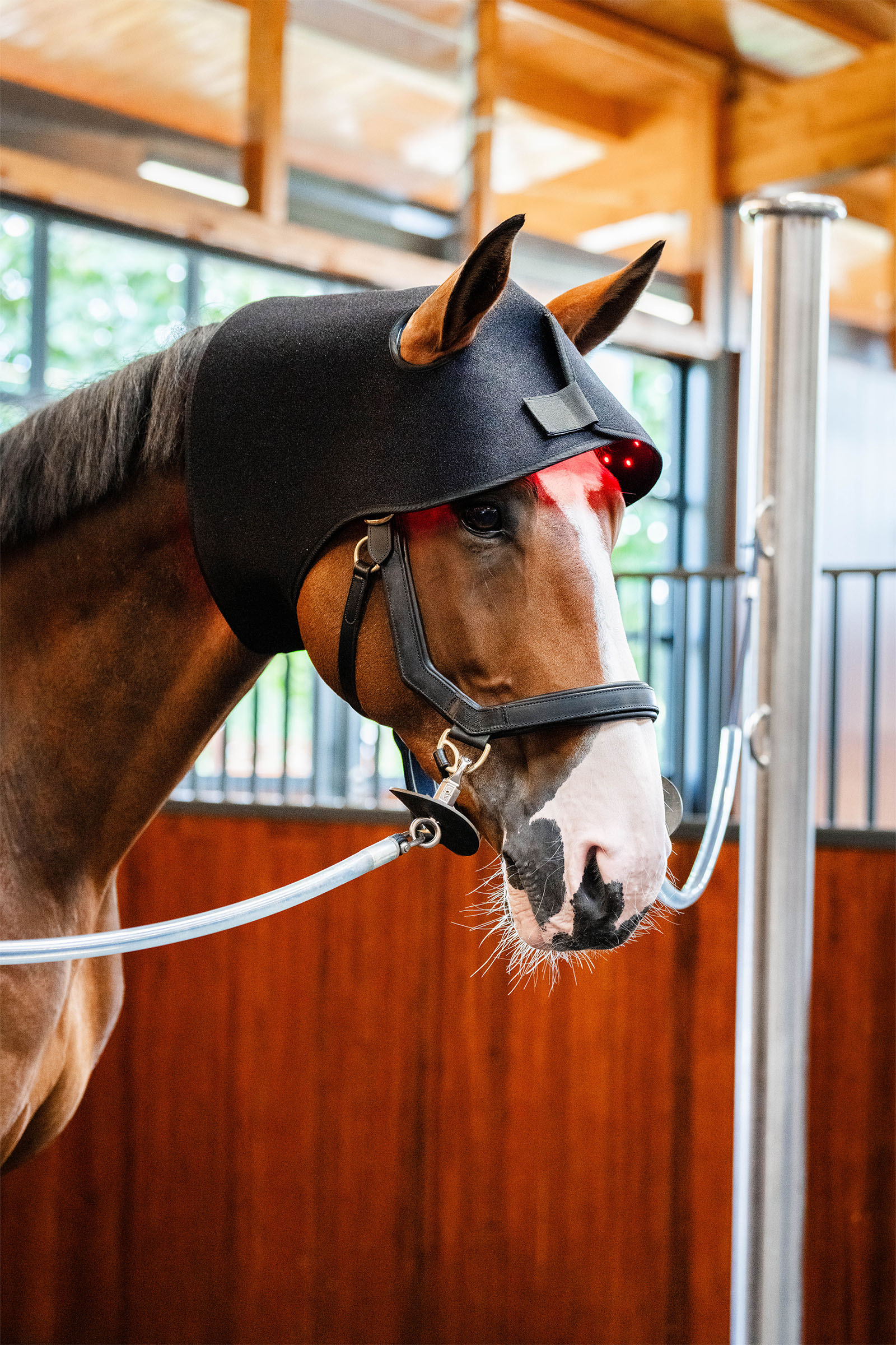 Horseware LED Rotlicht-Therapie Genickhaube