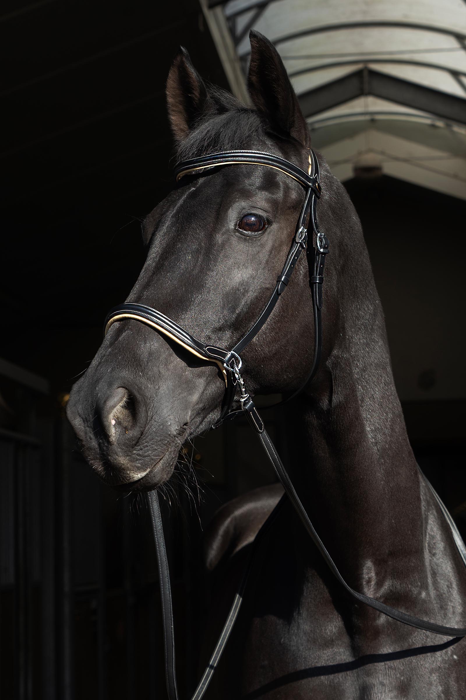 F.R.A. Freedom Riding Articles Sidepull Kiona mit Z&uuml;geln  