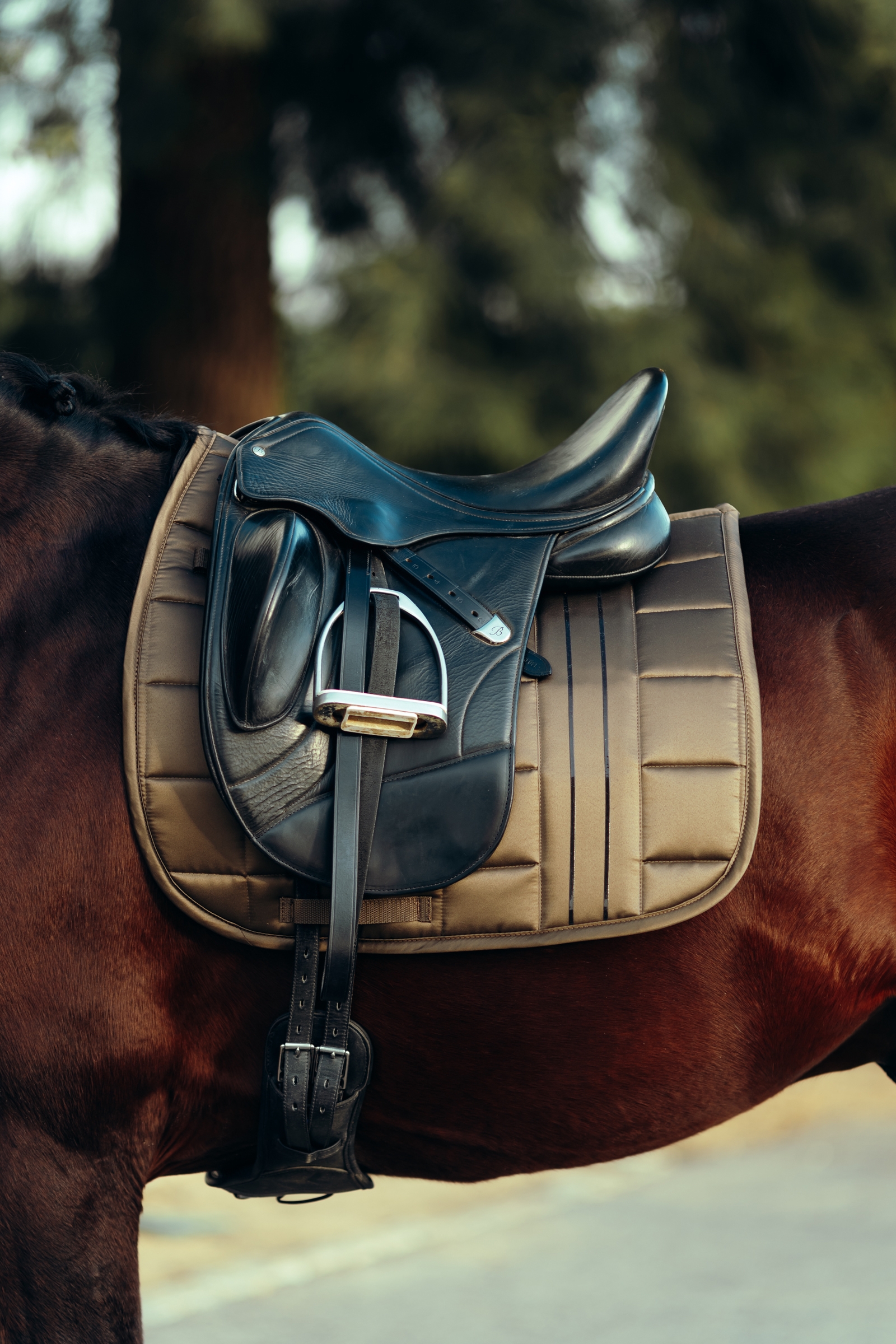 B Vertigo Drew Dressurschabracke