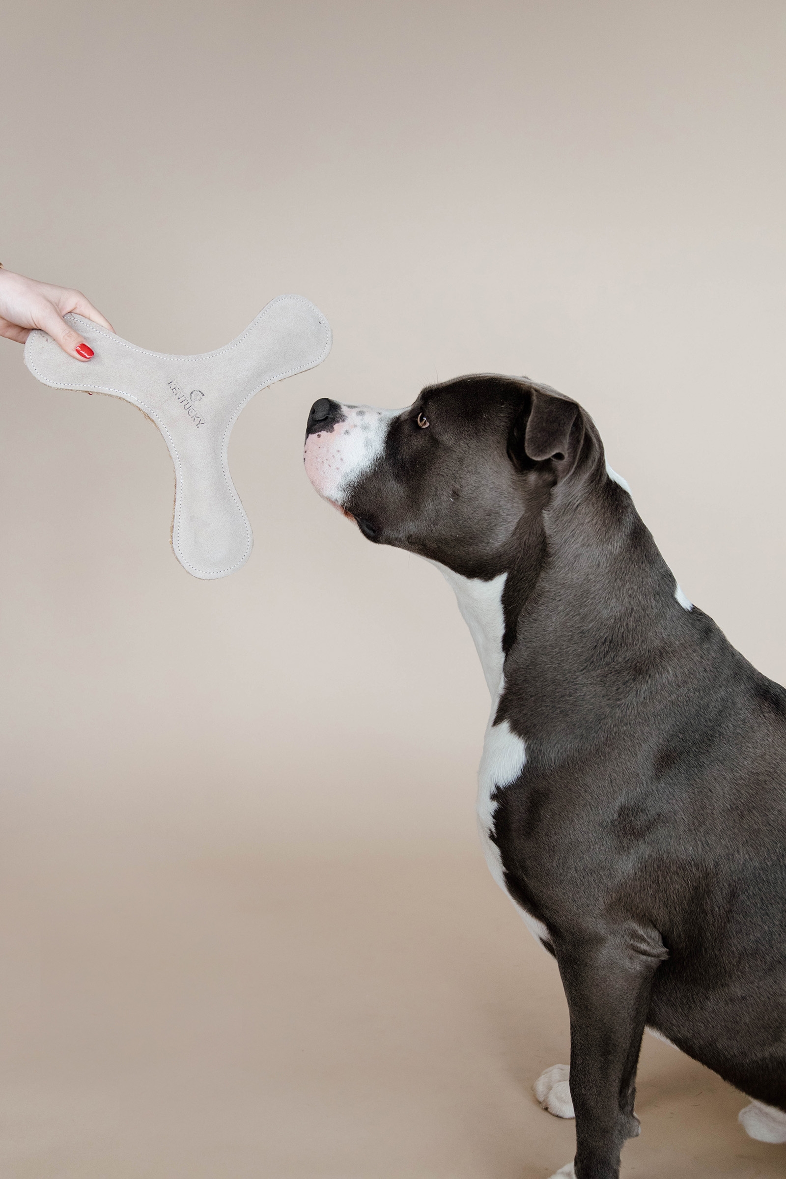 Kentucky Dogwear  Pastel Boomerang Dog Toy