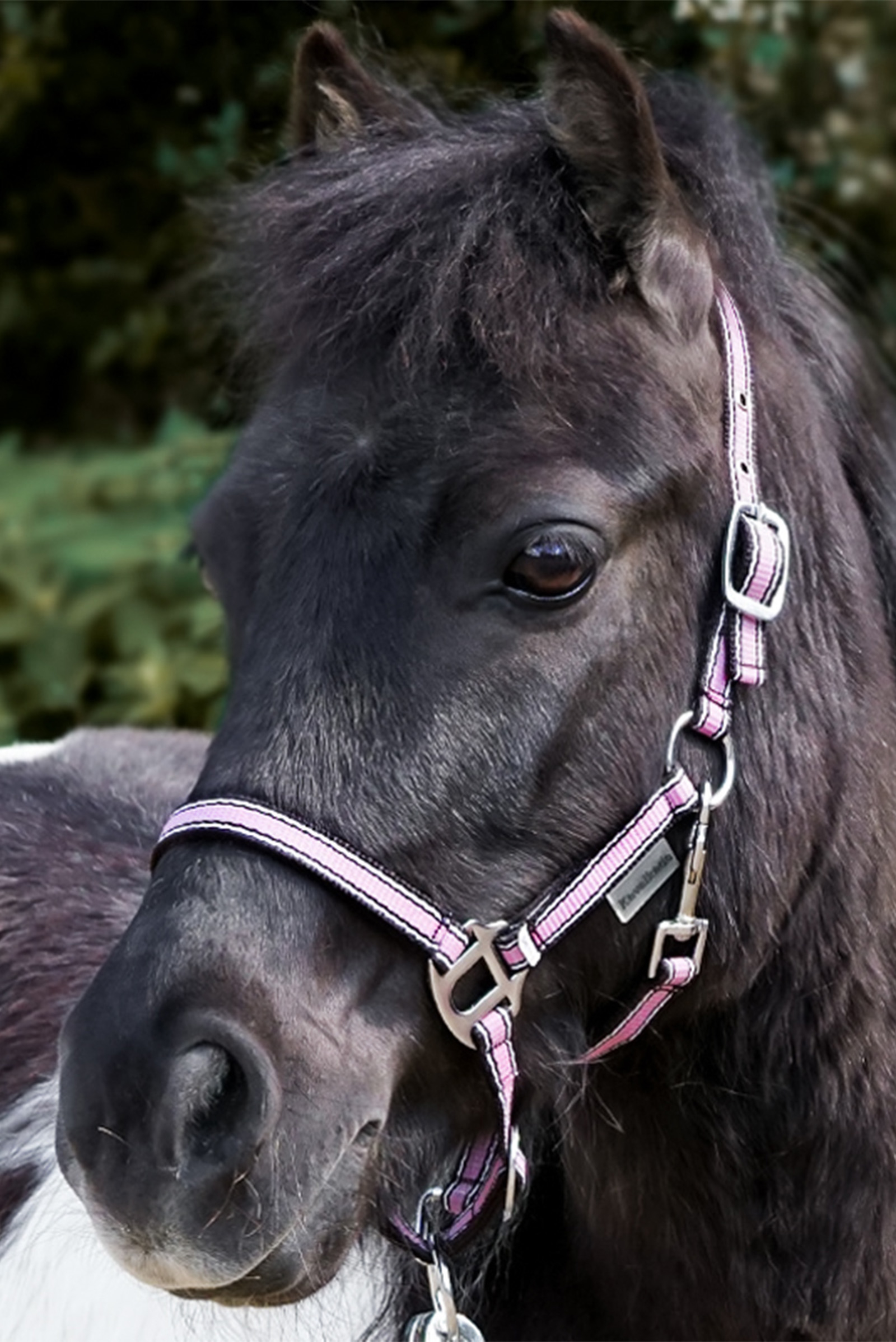 Kavalkade Shorty Shetland Halfter