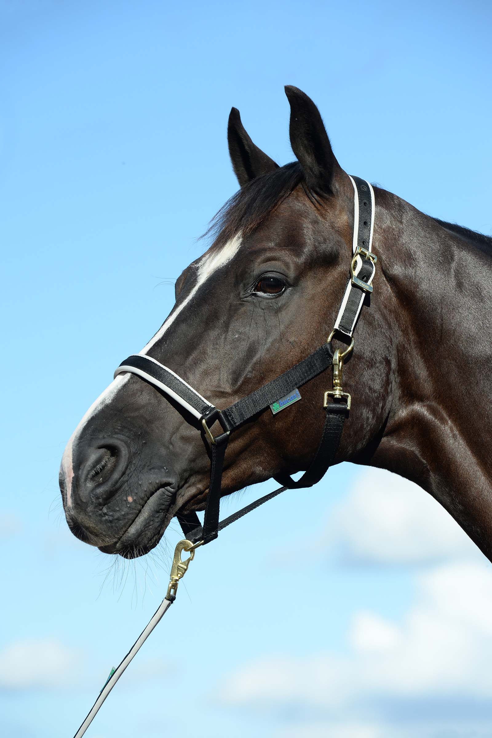 Black/Silver Bucas Dublin Gepolstertes Halfter