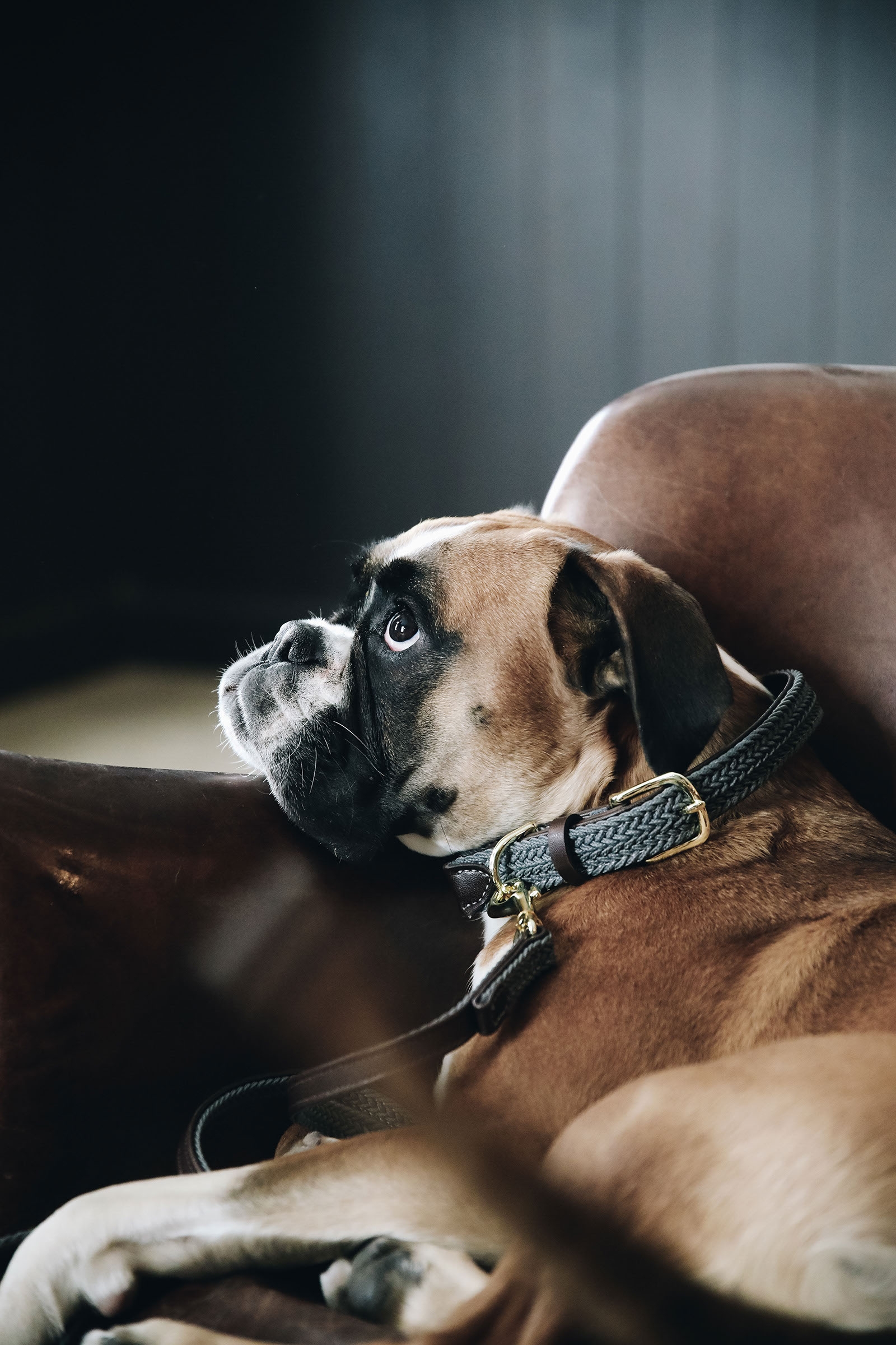 Grey Kentucky Dogwear Geflochtenes Nylon Hundehalsband