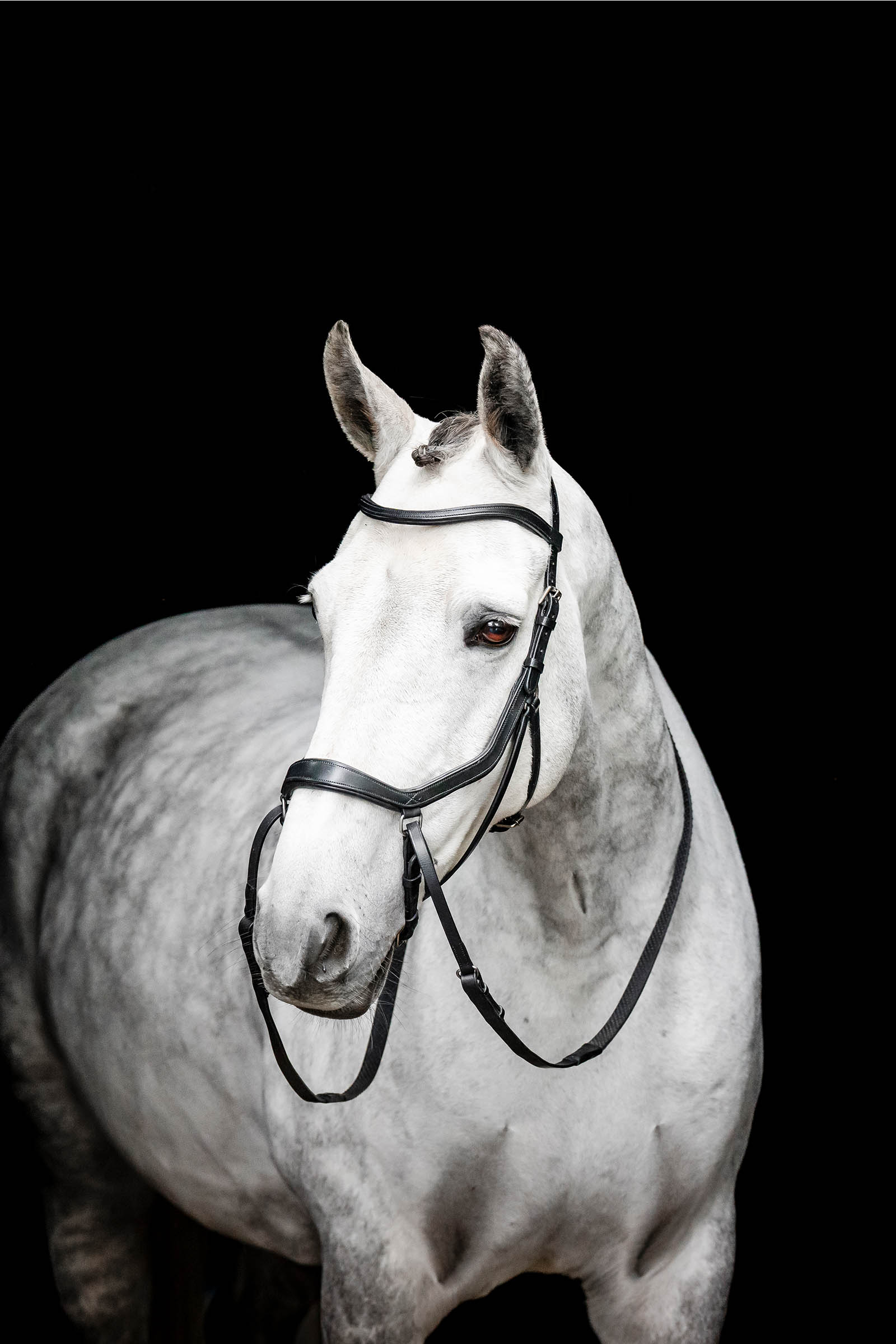 Black Horseware Micklem gebisslose Trense