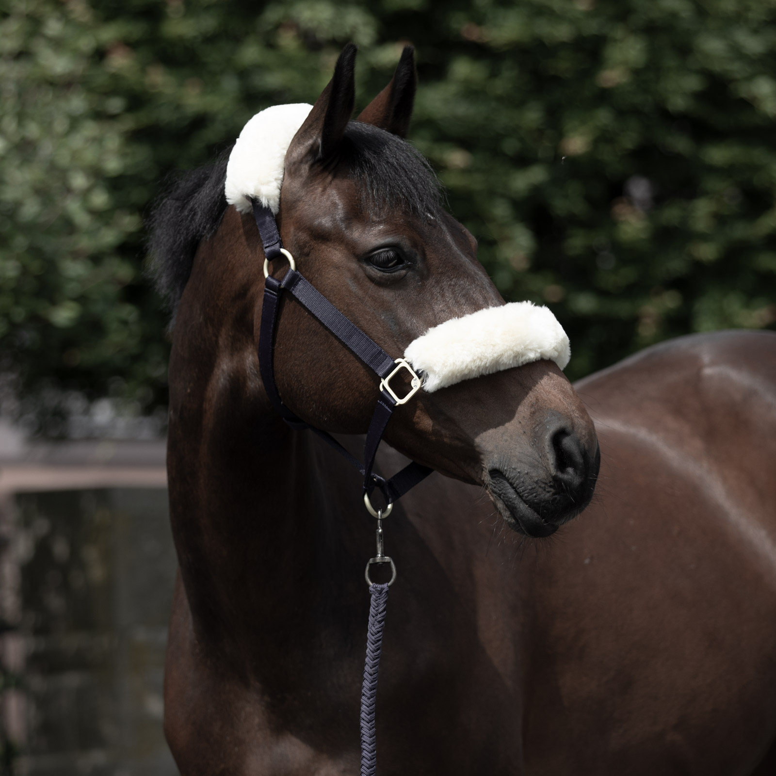 B Vertigo Laurier Halfter mit Lammfell