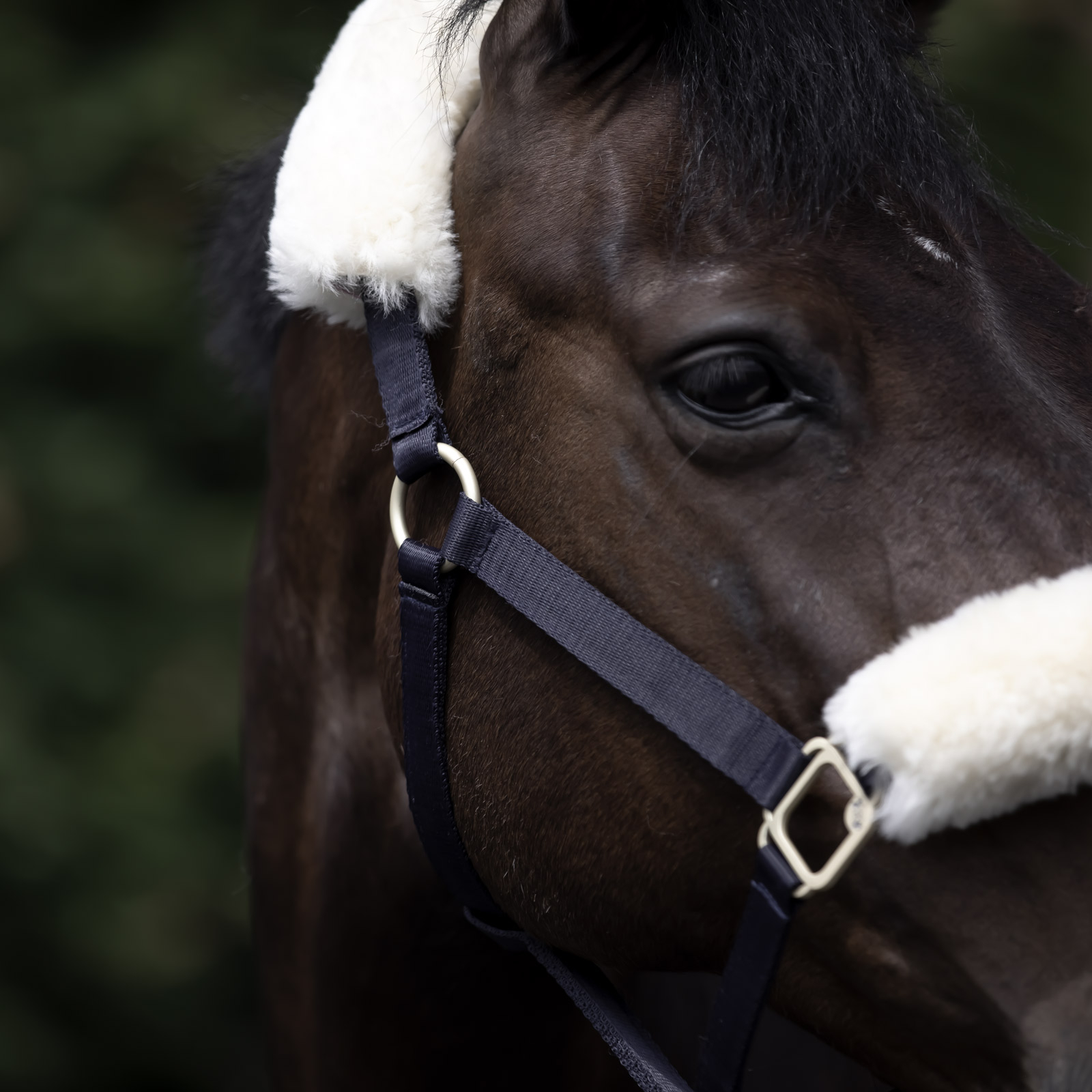 B Vertigo Laurier Halfter mit Lammfell