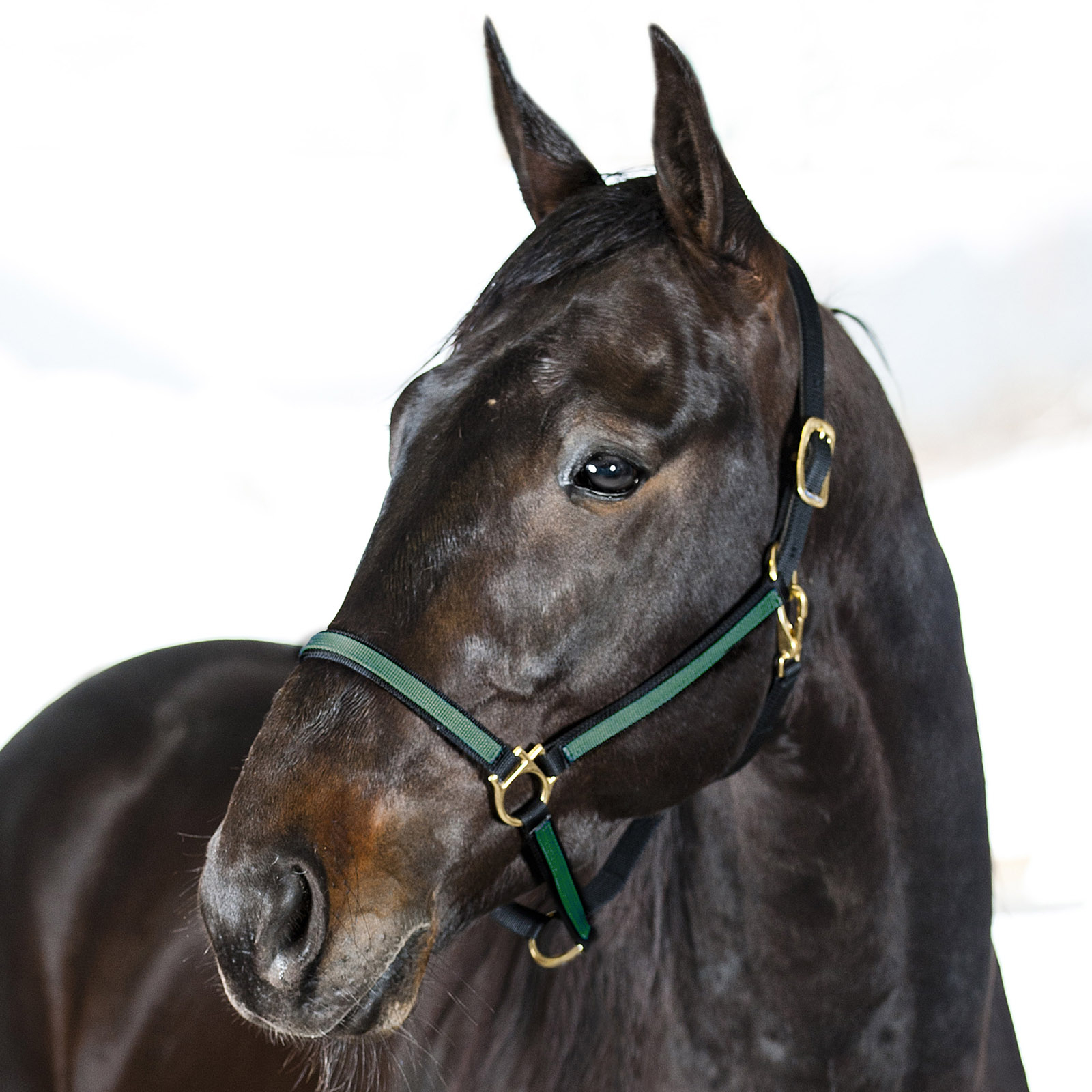 Black/Dark Green Finntack Yankee Nylon-Halfter, 20mm