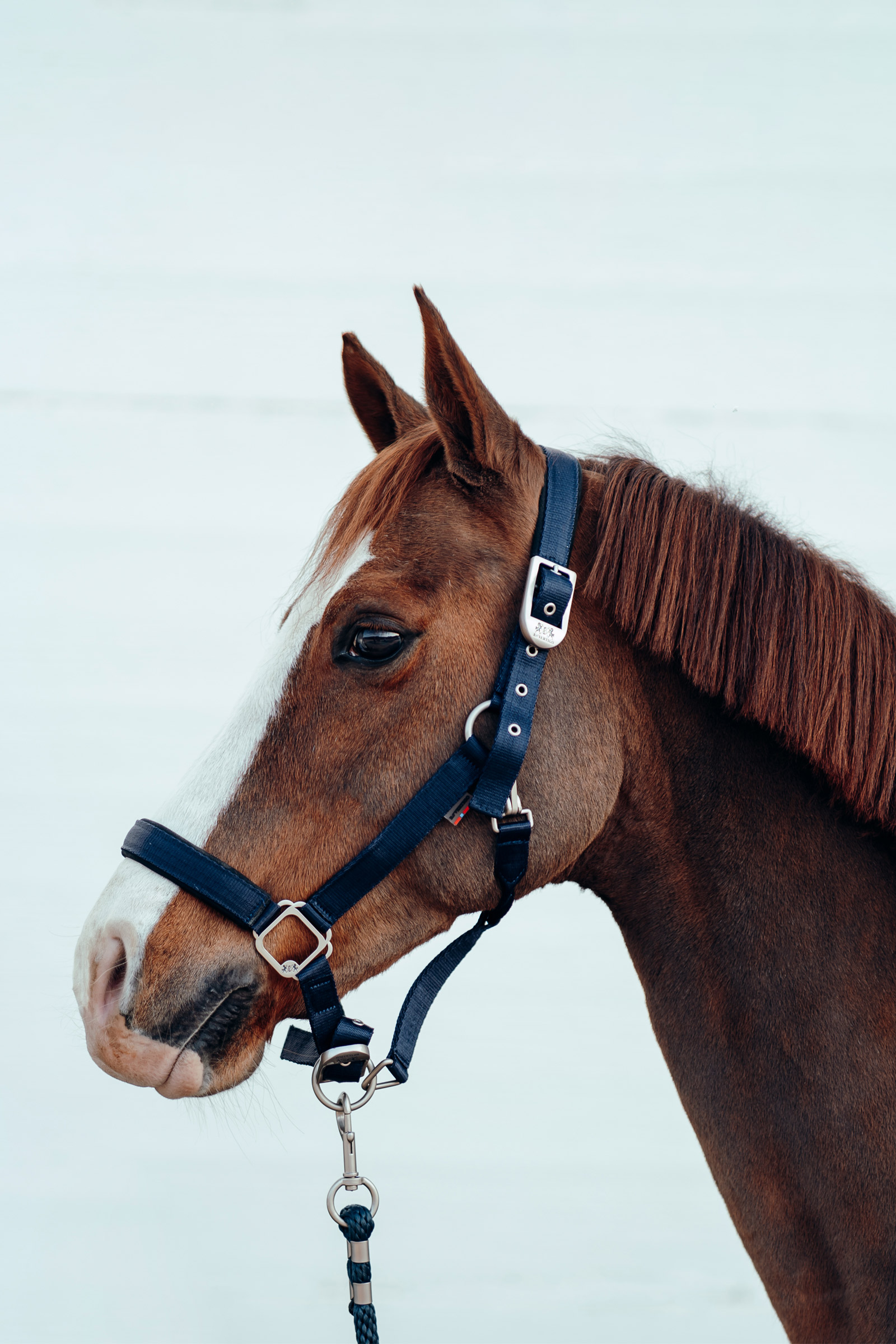 B Vertigo Hardwick Halfter