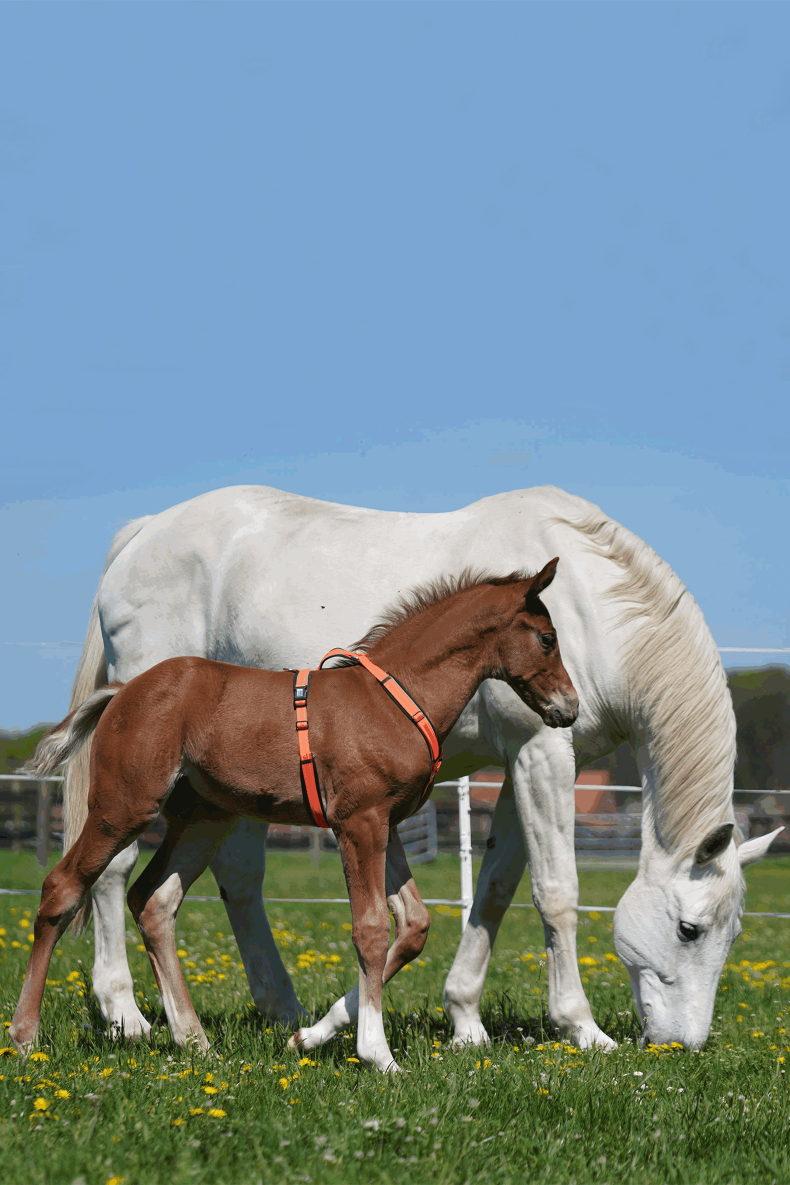 Sprenger Fohlen-Geschirr