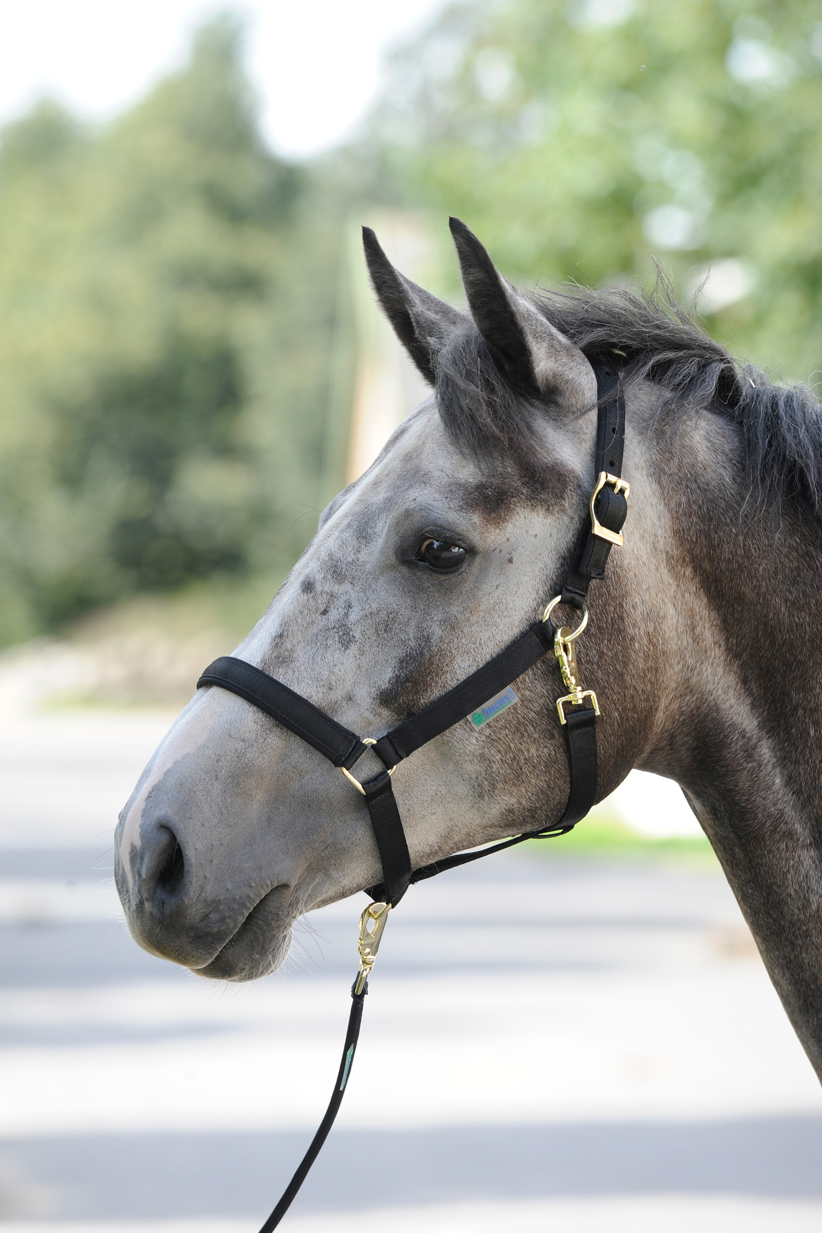 Black/Black Bucas Dublin Gepolstertes Halfter
