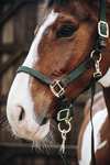 Kentucky Horsewear Plaited Nylon Stallhalfter
