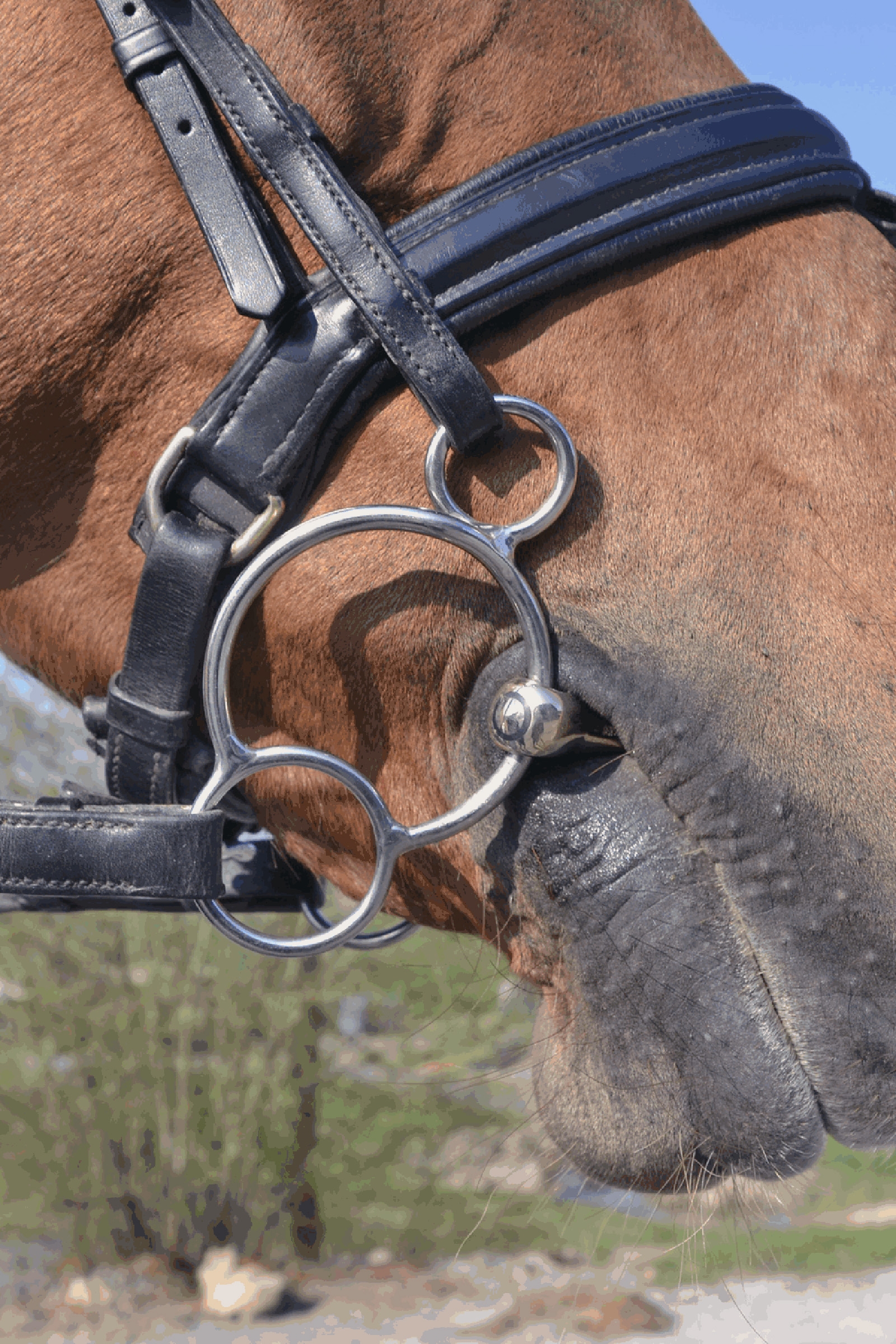 Sprenger KK Universal Gebiss aus Sensogan, 14MM einfach gebrochen