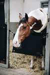 Kentucky Horsewear Boxentürvorhang