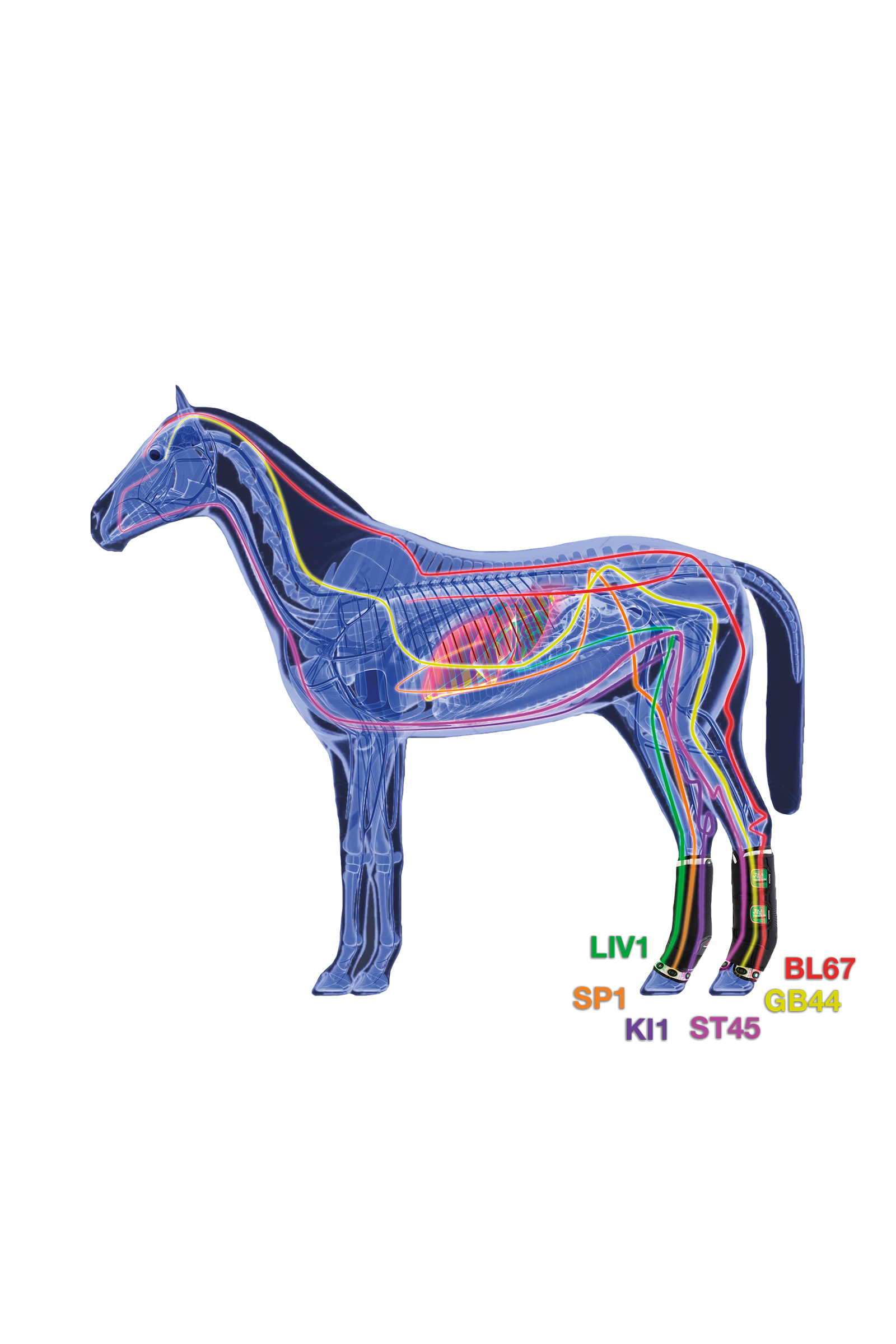 Zandona Therapeutisch unterstützende Magnetgamaschen, hinten