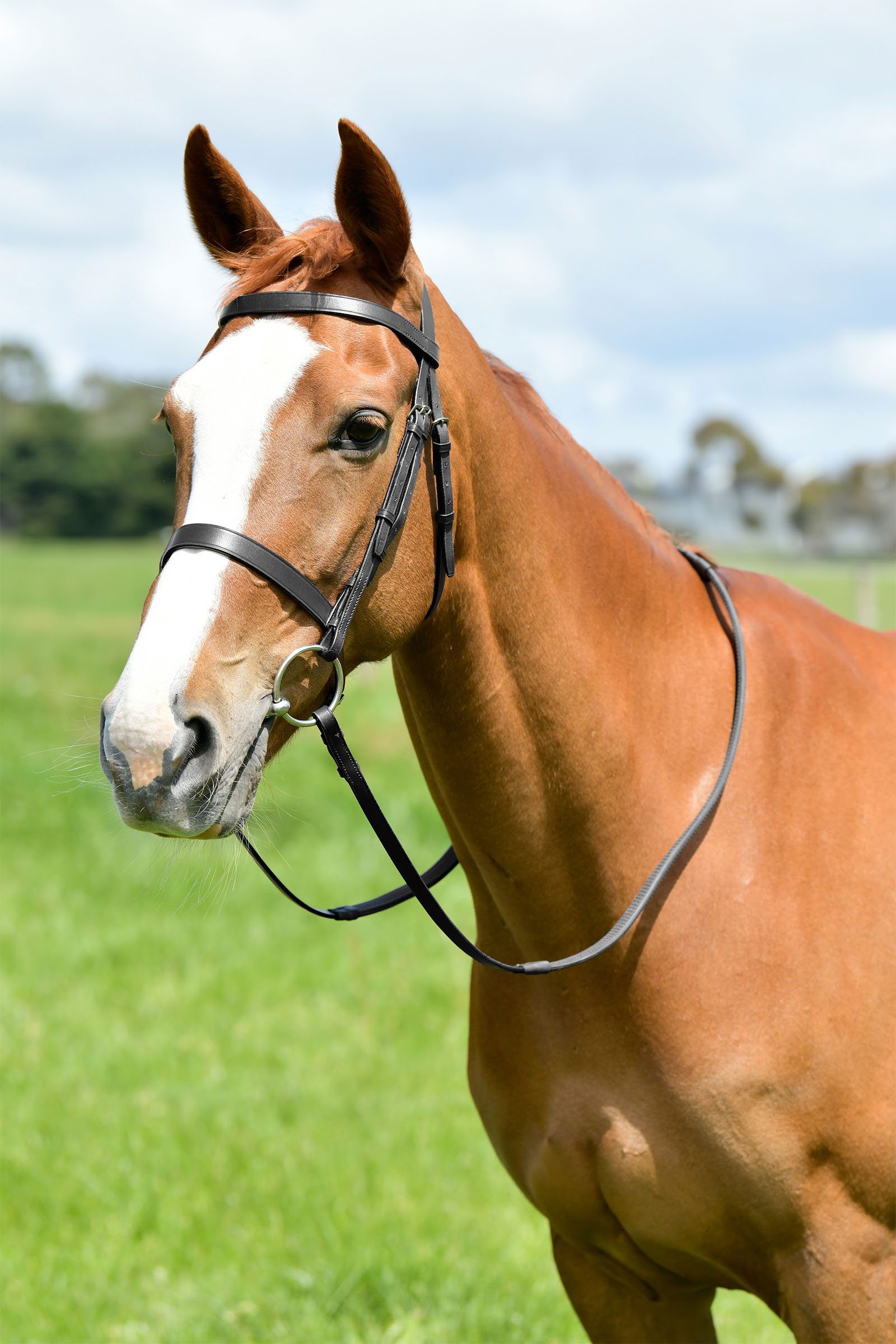 Black Kincade Classic flache Jagdtrense mit Zügeln