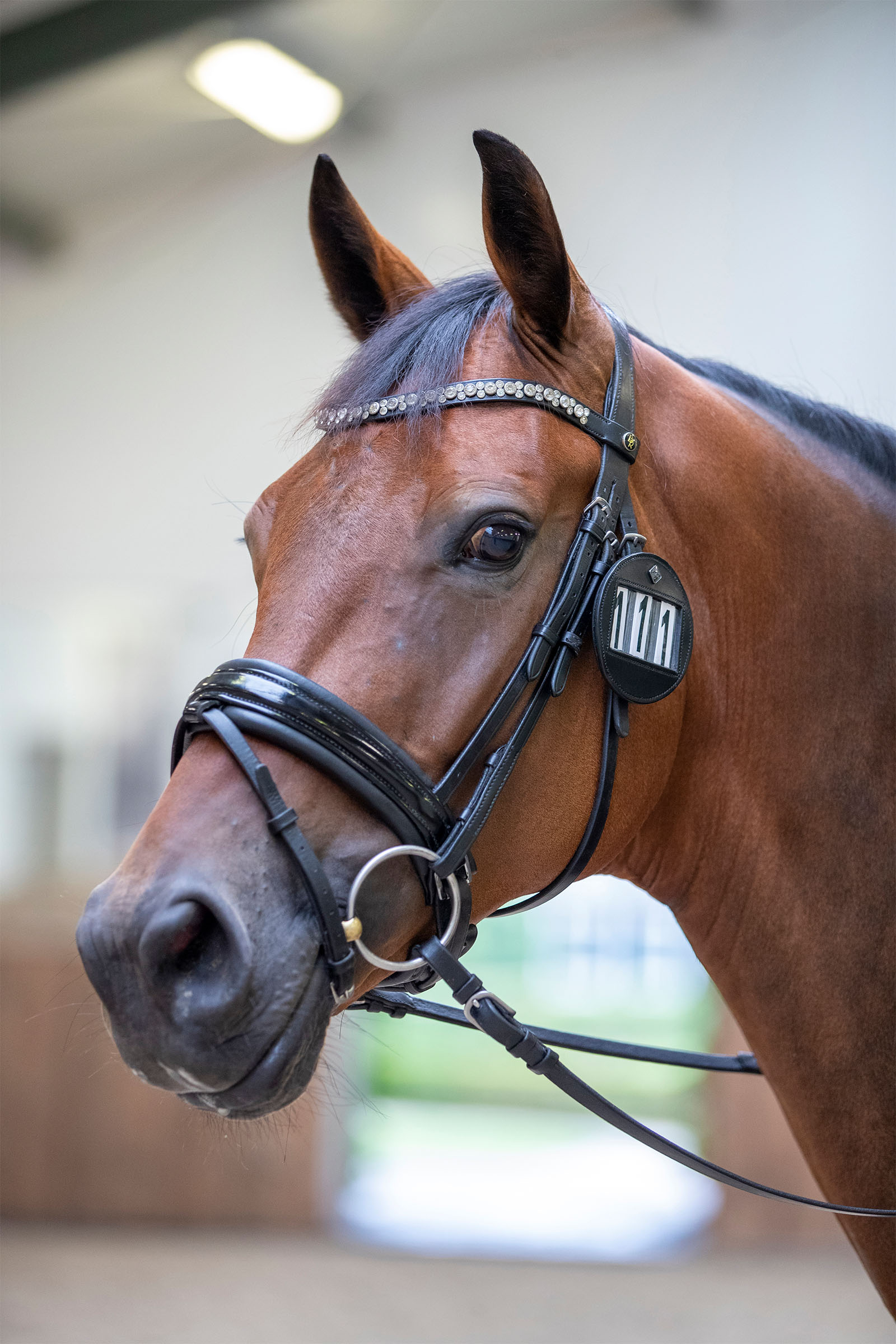 LeMieux Trensenummerhalter (1 Stück)