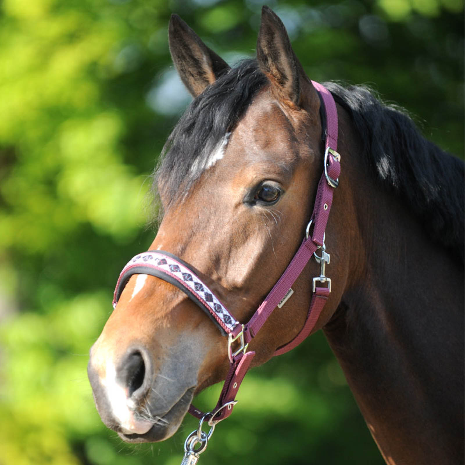 Kavalkade Classic Halfter