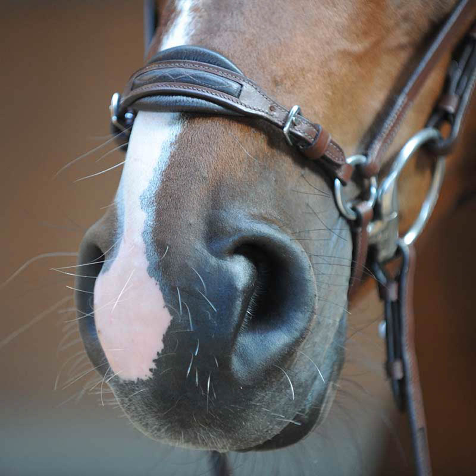 Kavalkade Levana Trense