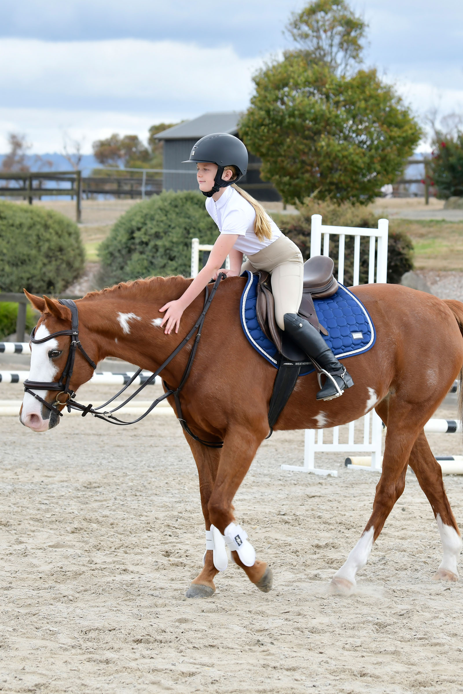 Collegiate Comfitec Opulux schlichte, gepolsterte Trense mit kombiniertem hannoverschem Reithalfter