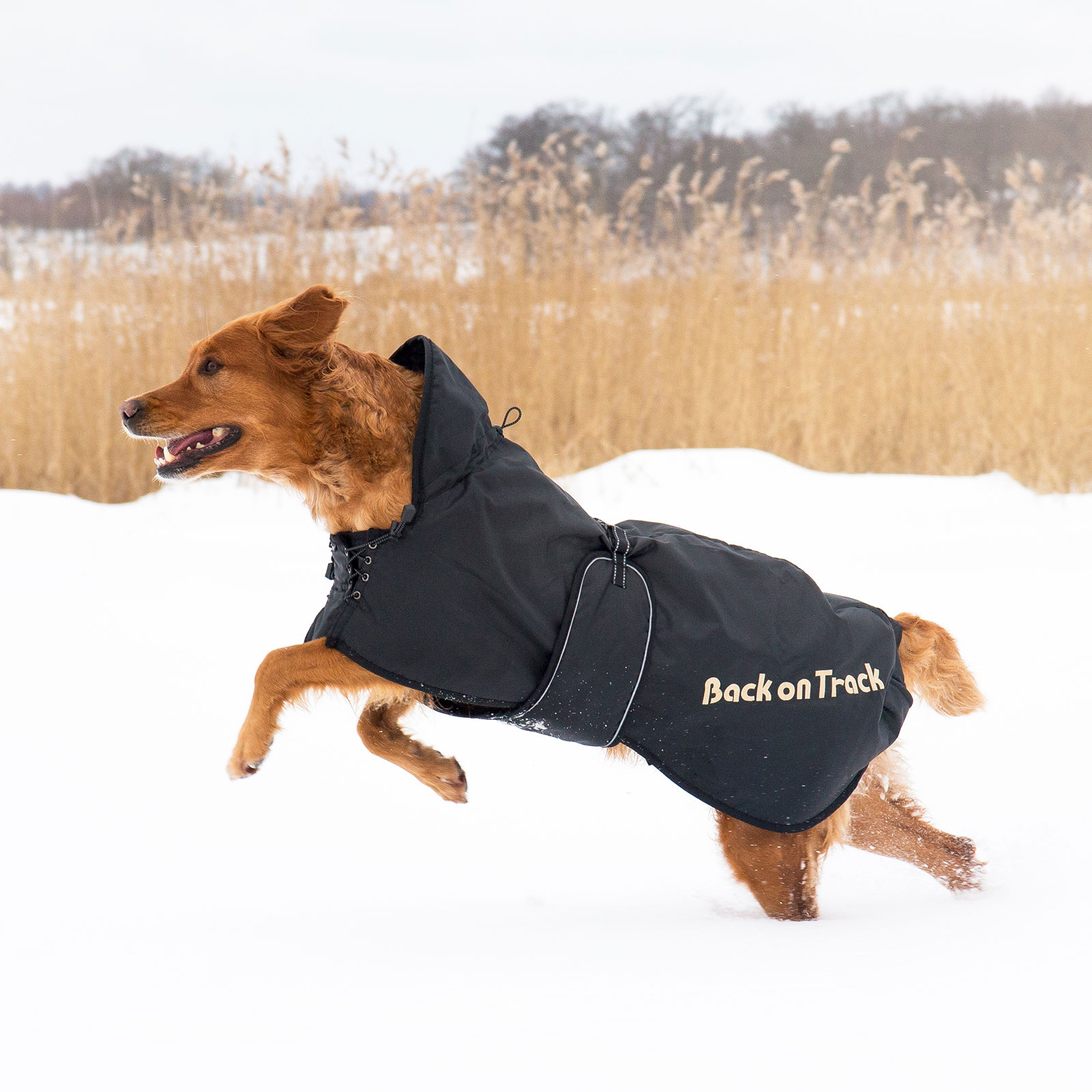 Back on Track Hundemantel (63-91)