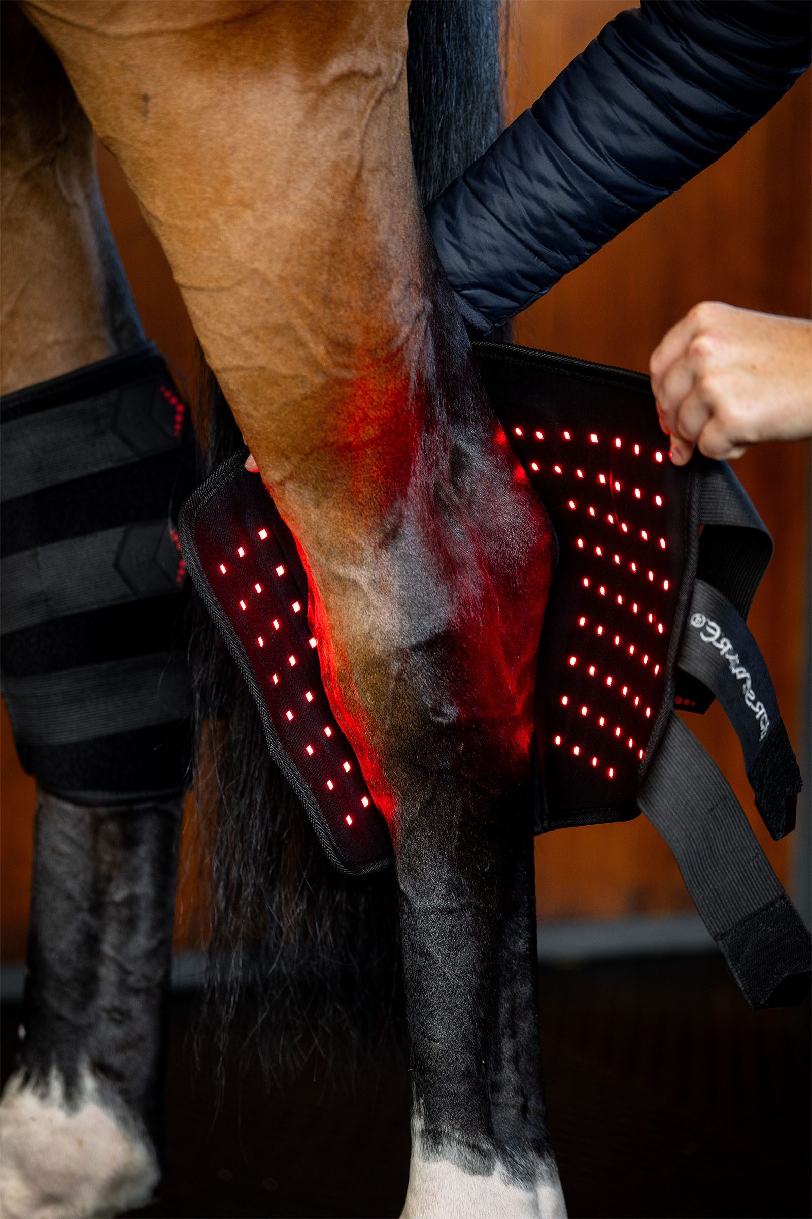 Horseware LED Rotlicht-Therapie Sprunggelenksgamasche (1 Stk.)
