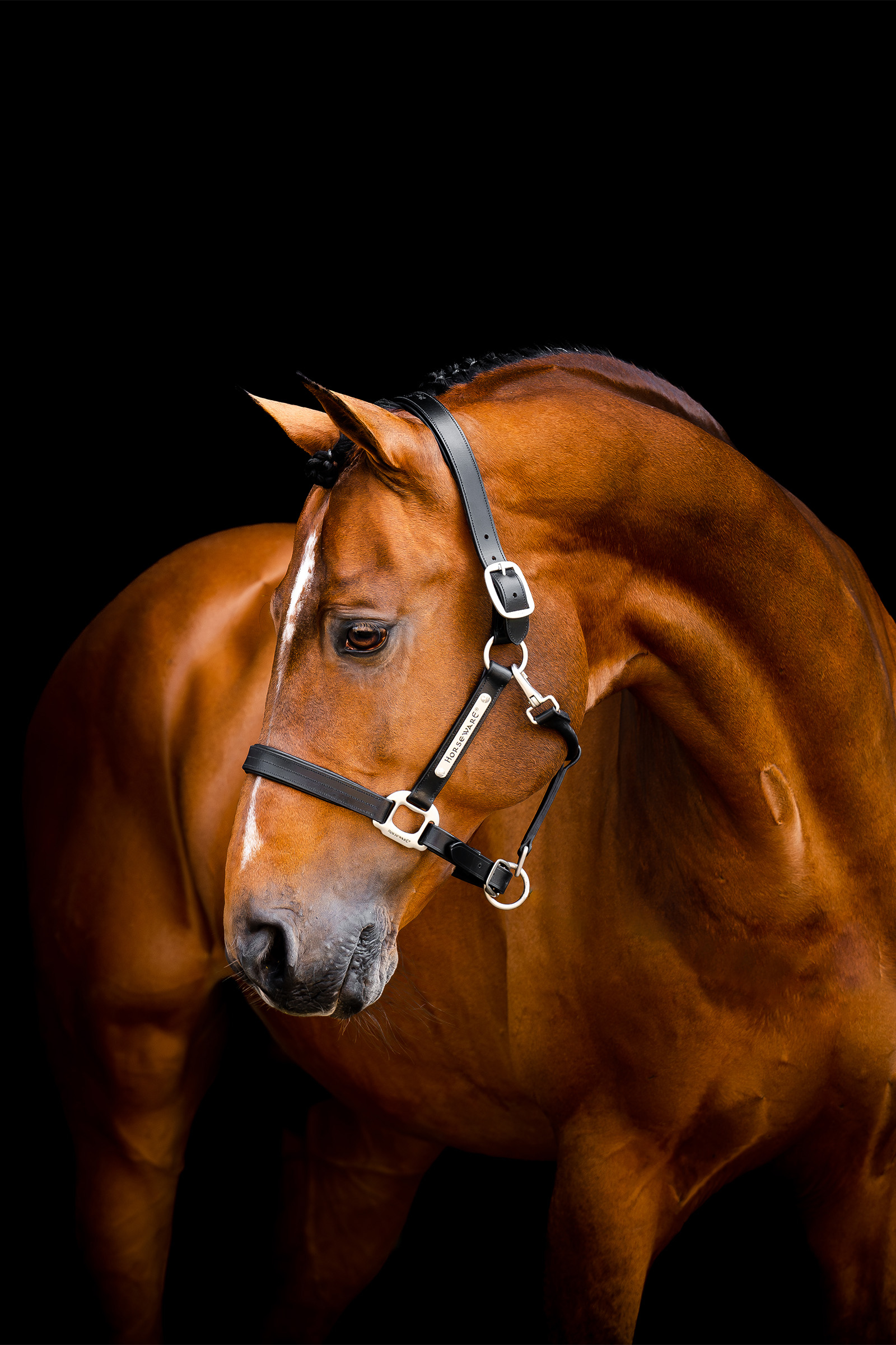 Horseware Signature Lederhalfter