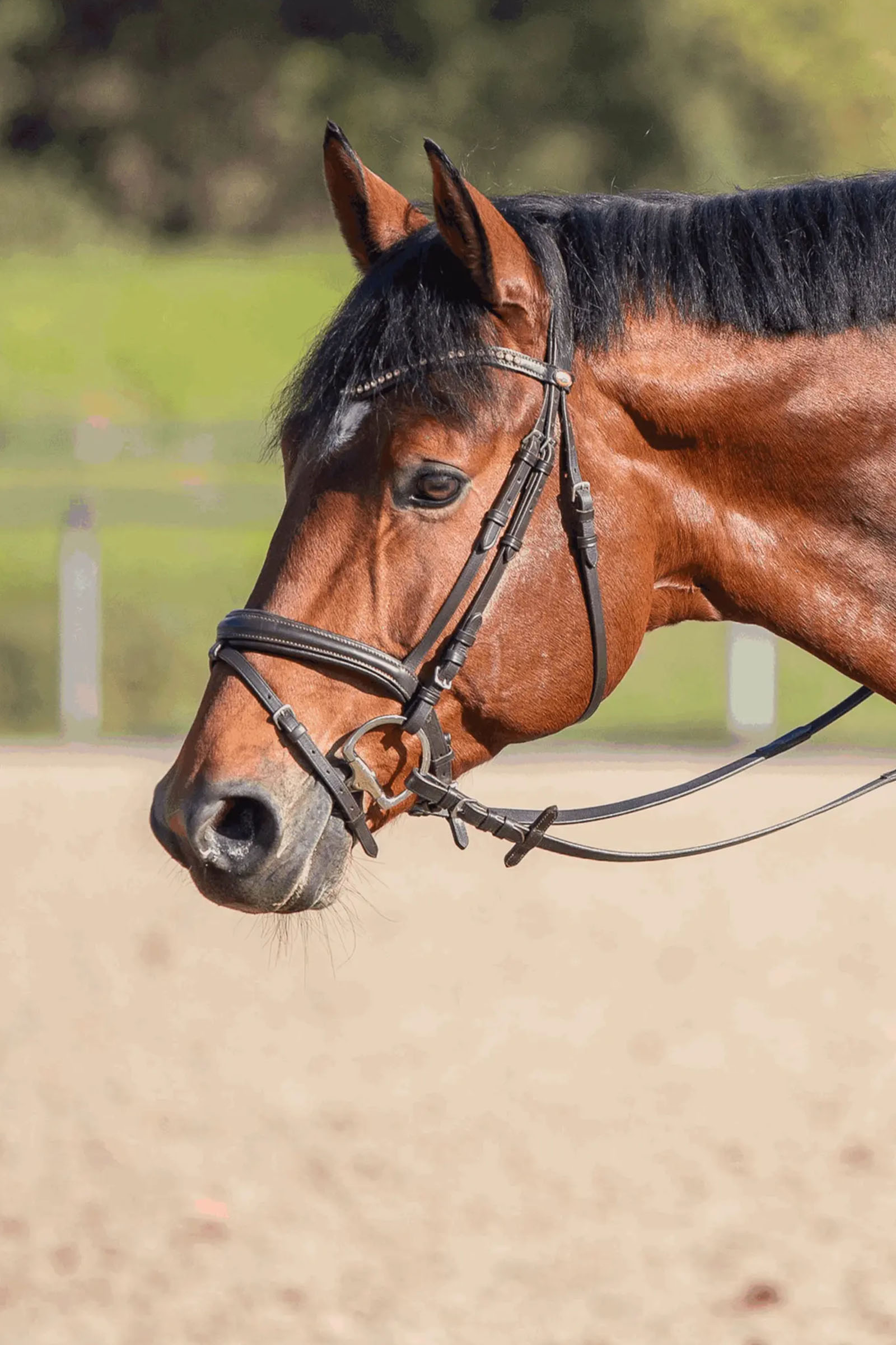 Sprenger Novocontact Olivenkopfgebiss 14mm Einfach Gebrochen Sensogan Mit D-Förmigen Ringen