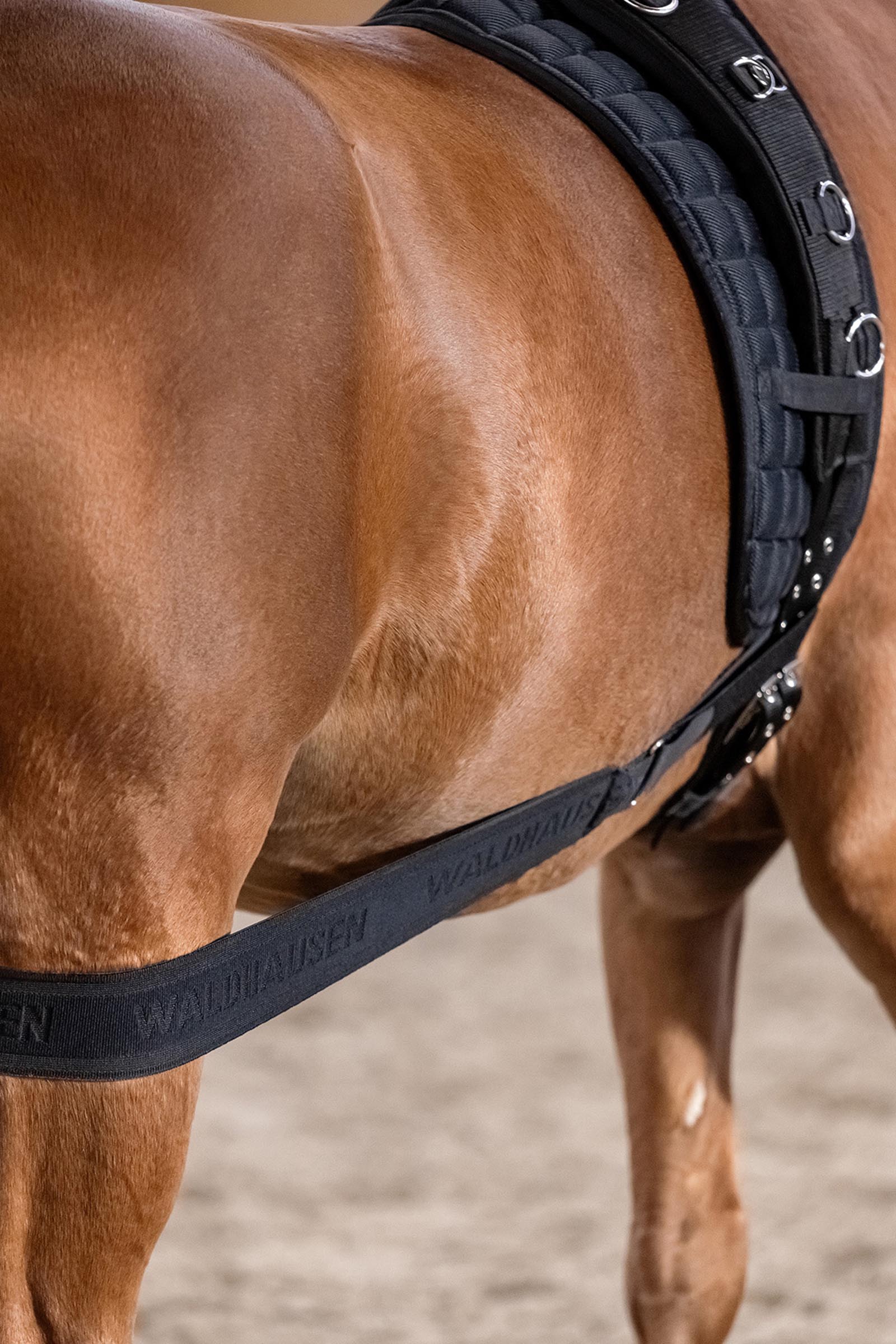 Waldhausen Body Bandage zur Aktivierung der Hinterhand