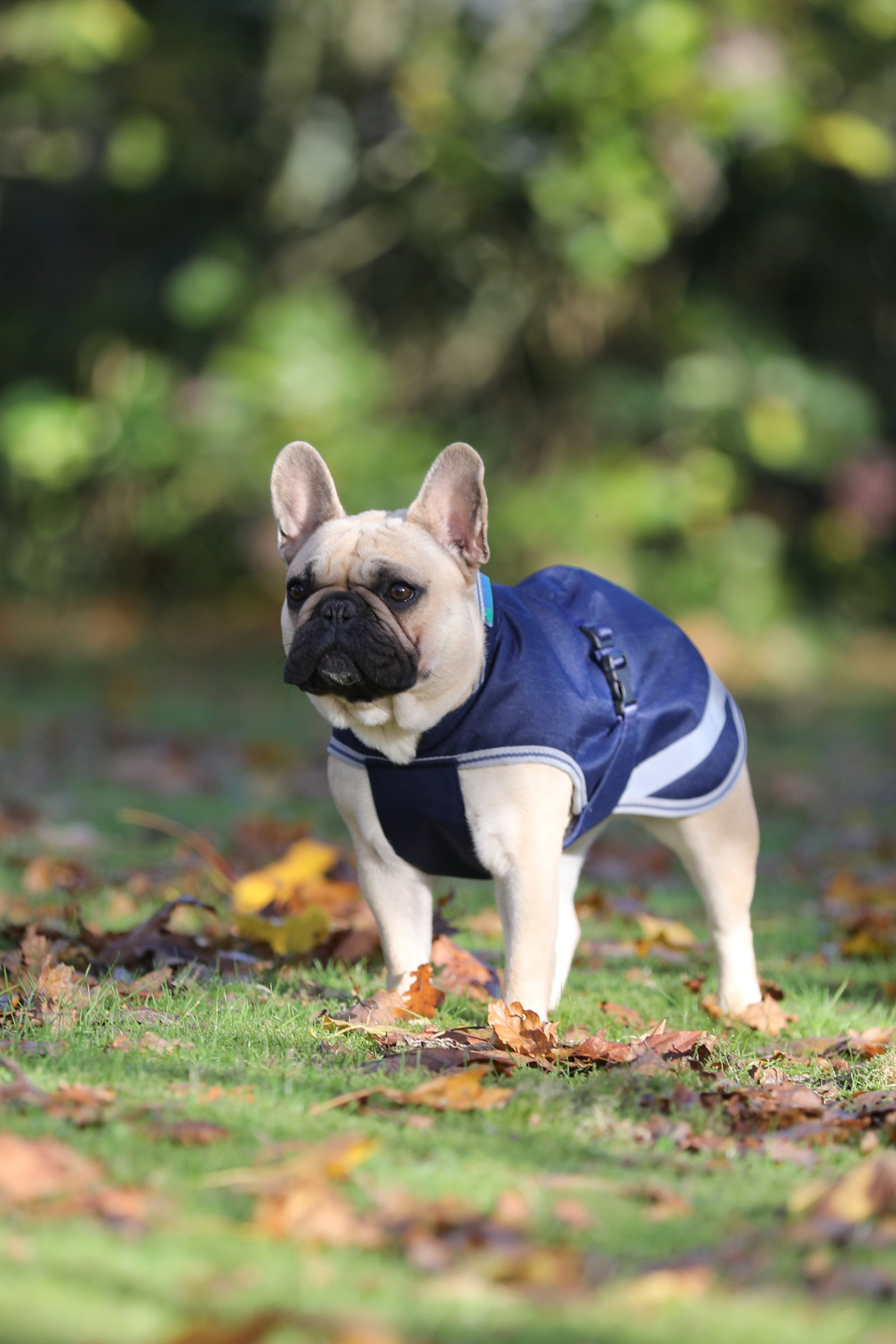 Bucas Freedom Hundedecke, 300g (30-45 cm)