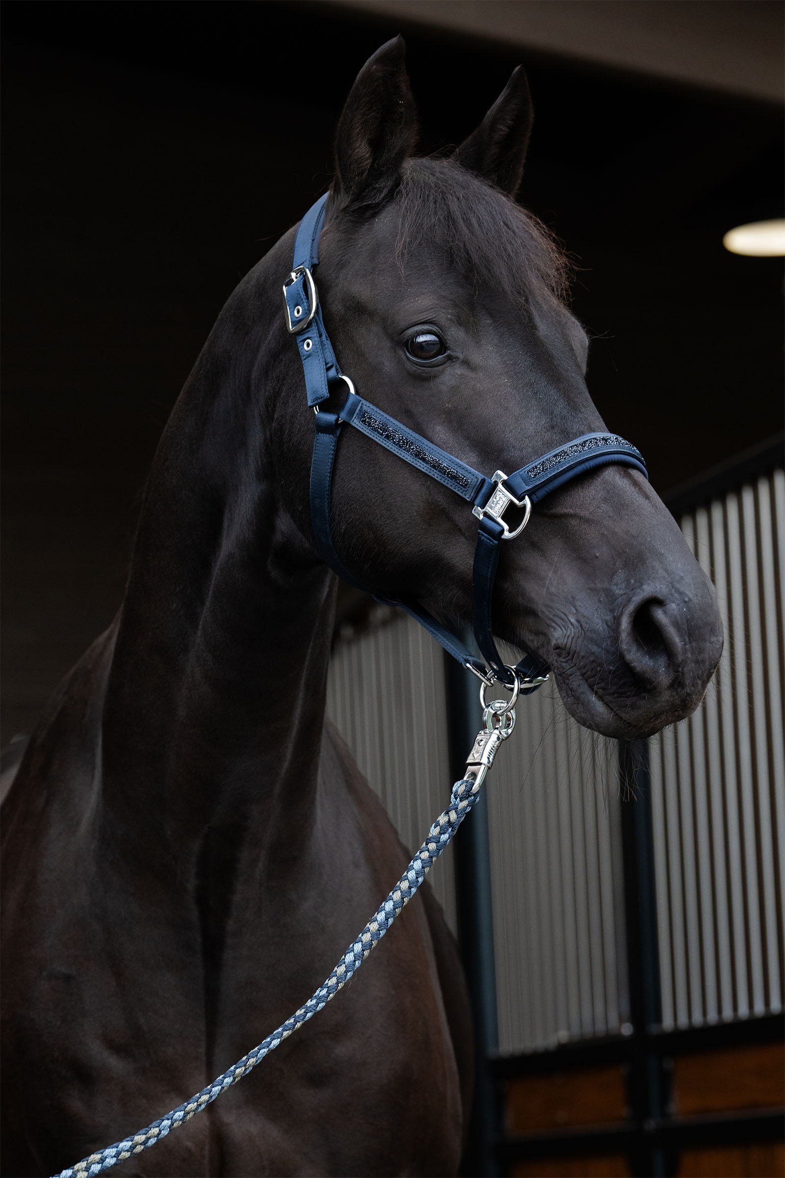 Eskadron Classic Sports SS25 Mattgloss Jewel Double Pin Halfter