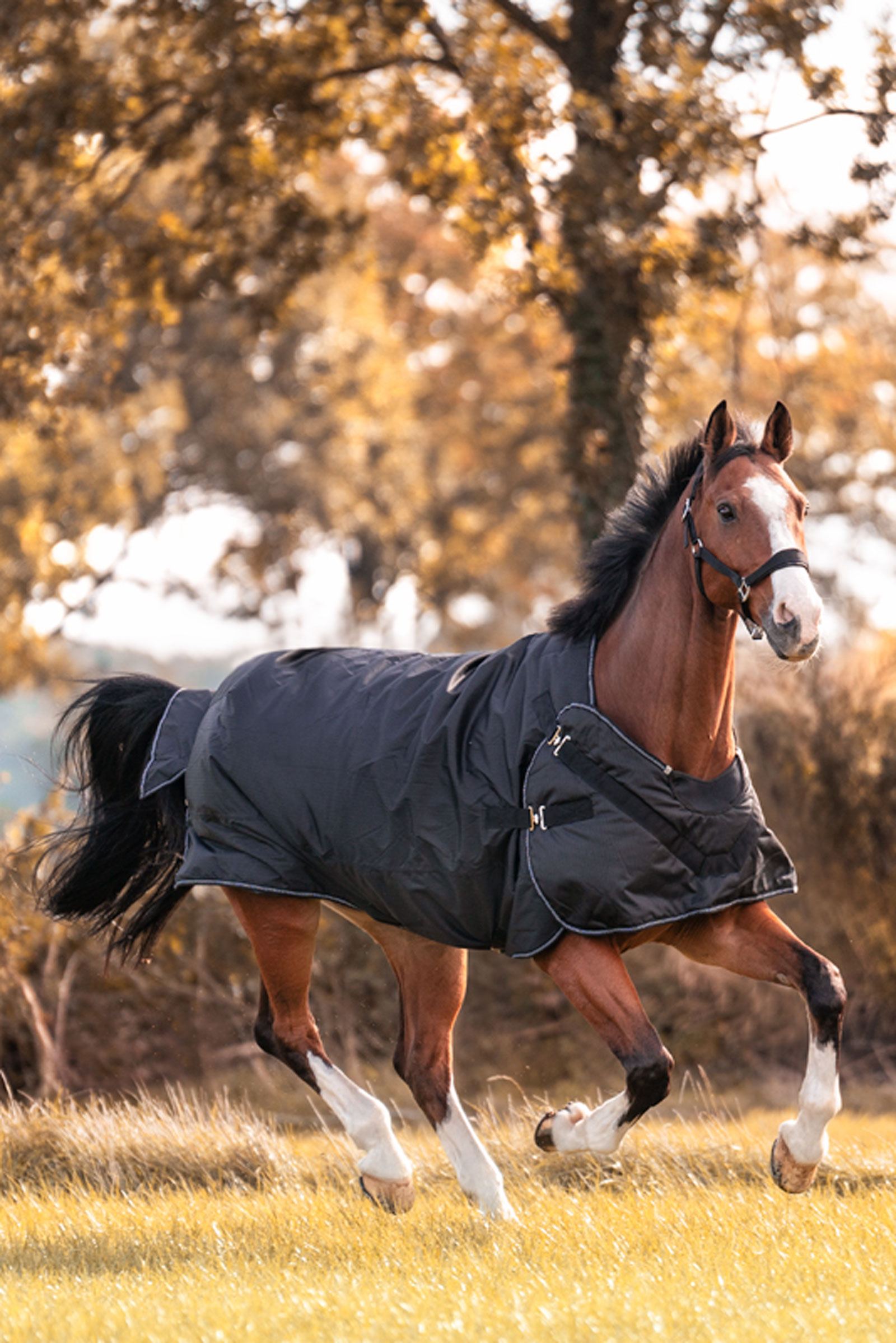 Kavalkade Halifax 2in1 Weidedecke und F&uuml;hranlagendecke 50g