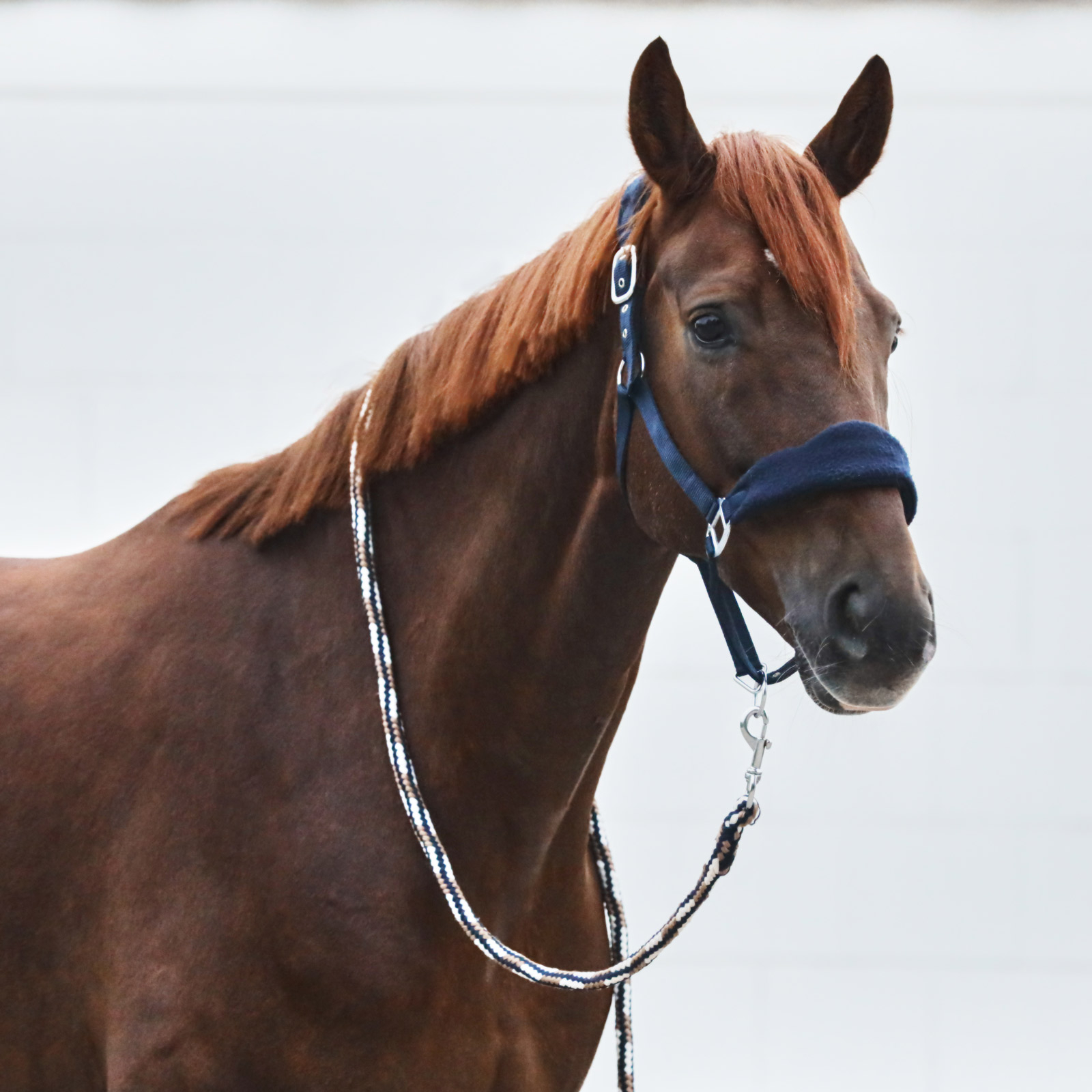 Horze Kiel Führstrick