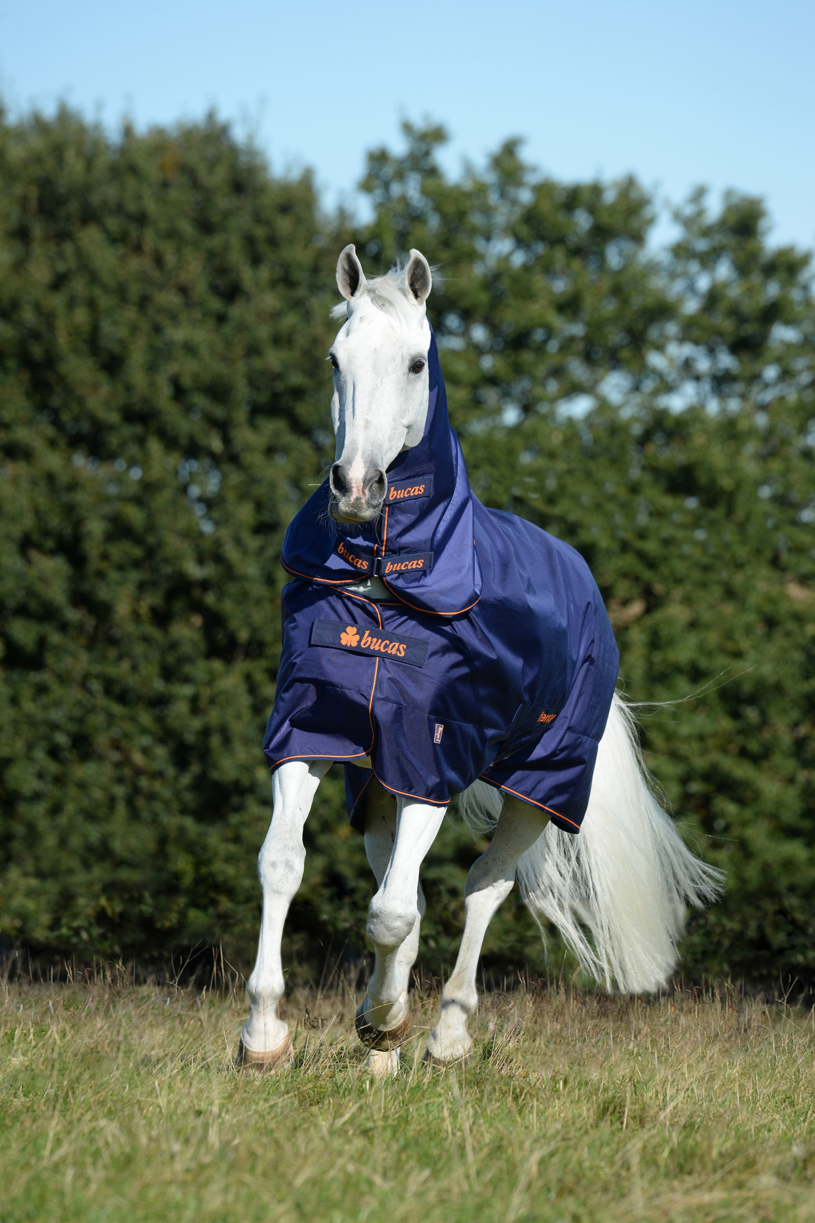 Bucas Therapy Halsteil