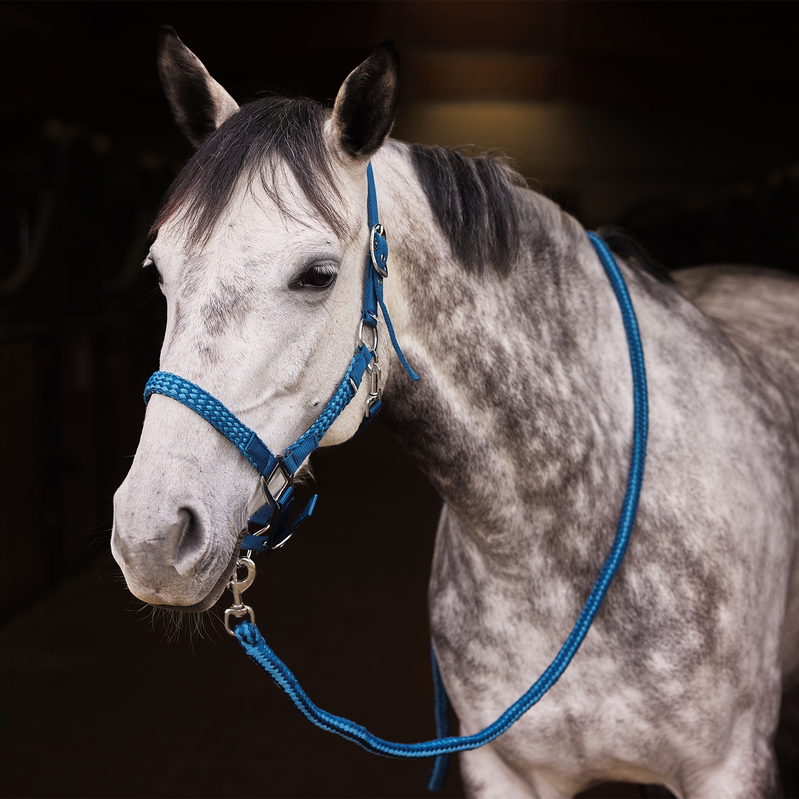 Horze Chicago Halfter- & Führstrick-Set