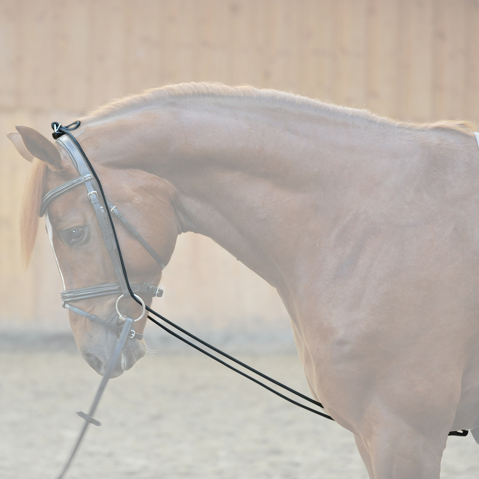 Kavalkade Halsverlängerer