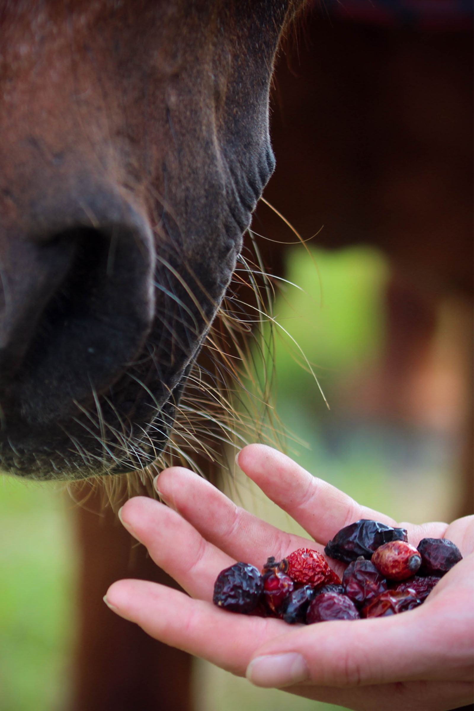 Stiefel Hagebutten ganze Fr&uuml;chte, 500g