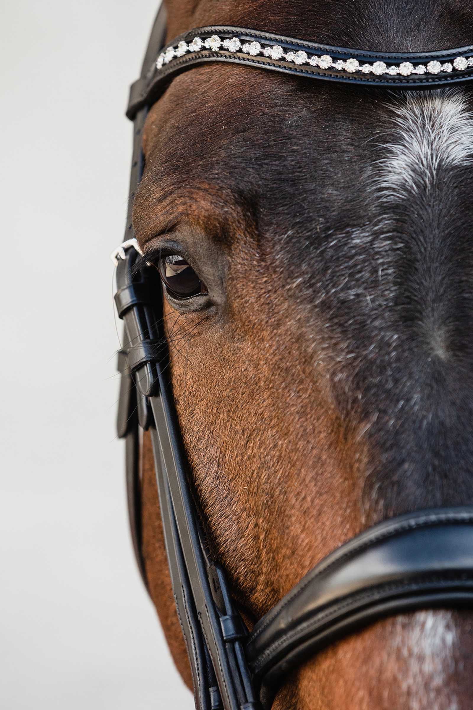 Schockemöhle Sports Milton Anatomische Kandare