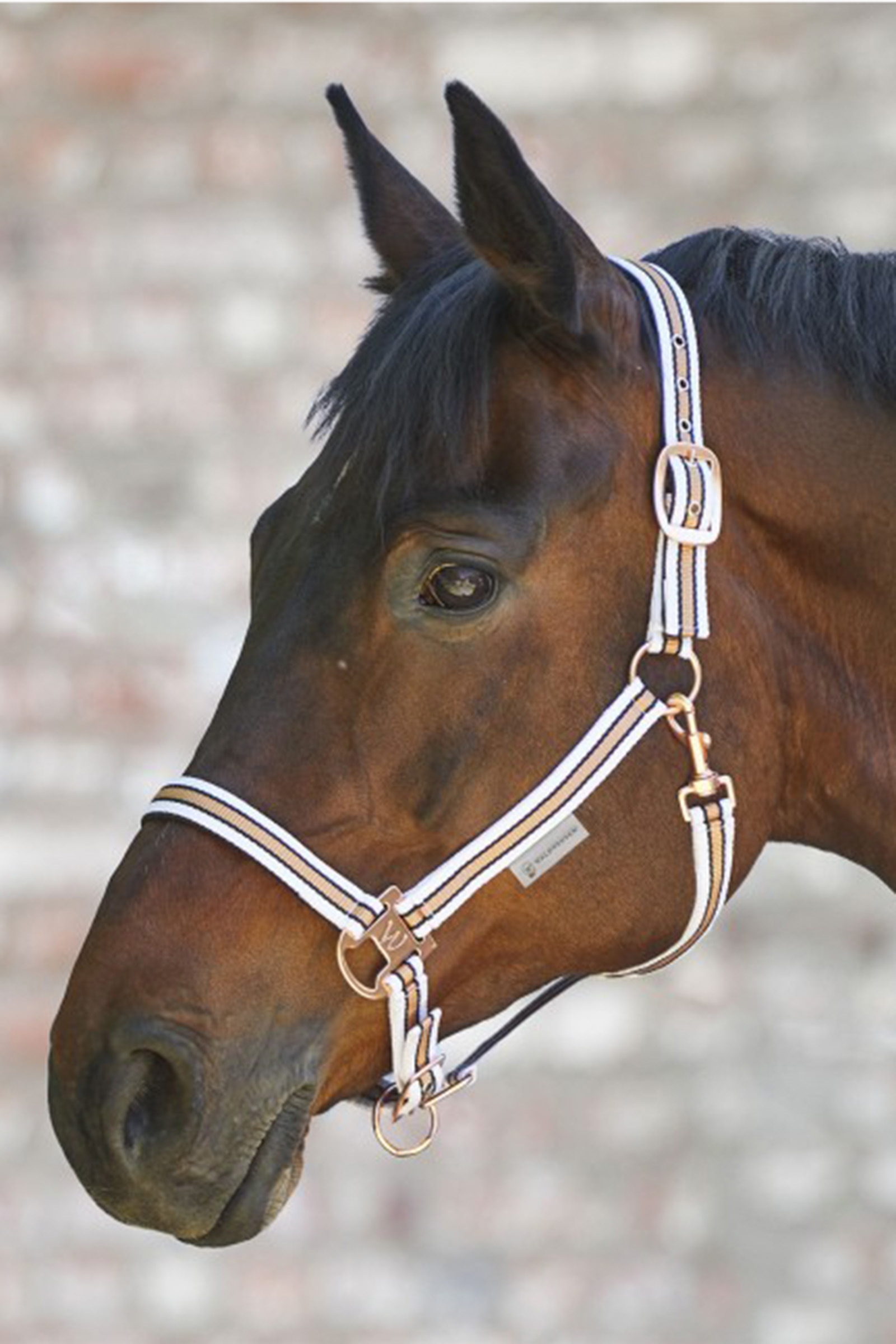 Waldhausen Shine Halfter