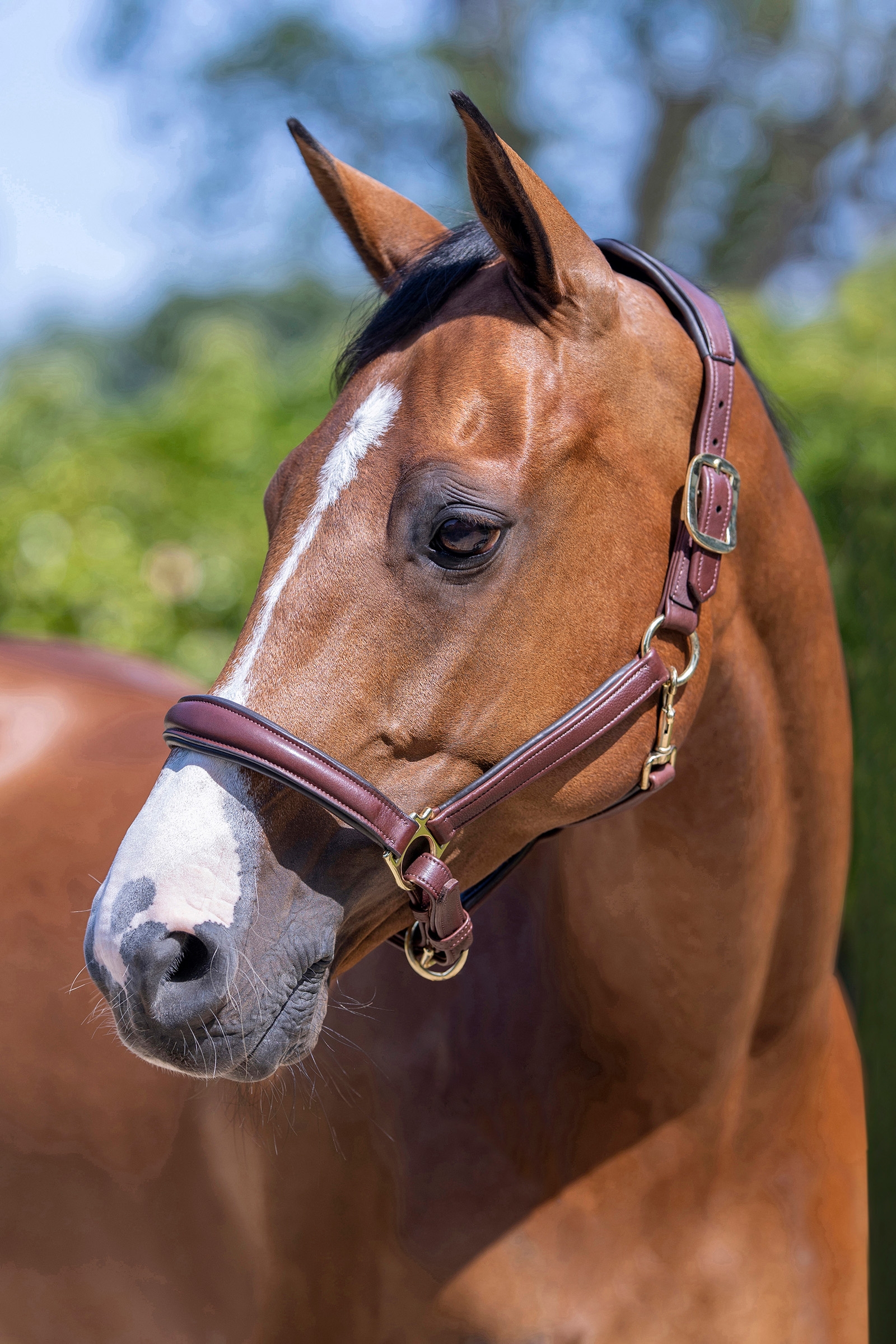 LeMieux Anatomisches Lederhalfter