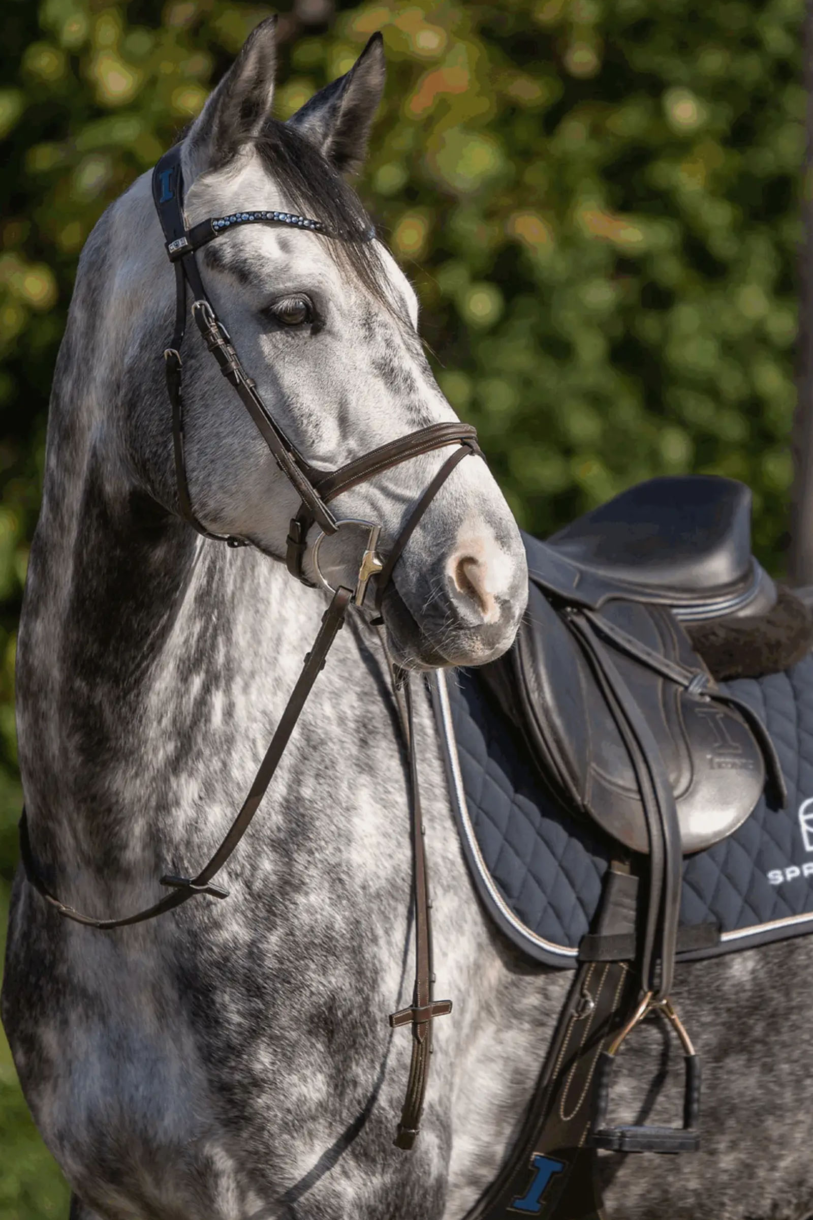 Sprenger Dynamic RS D-Ring Gebiss Hunter, 14 mm, einfach gebrochen, Sensogan, 70 mm D-Ring