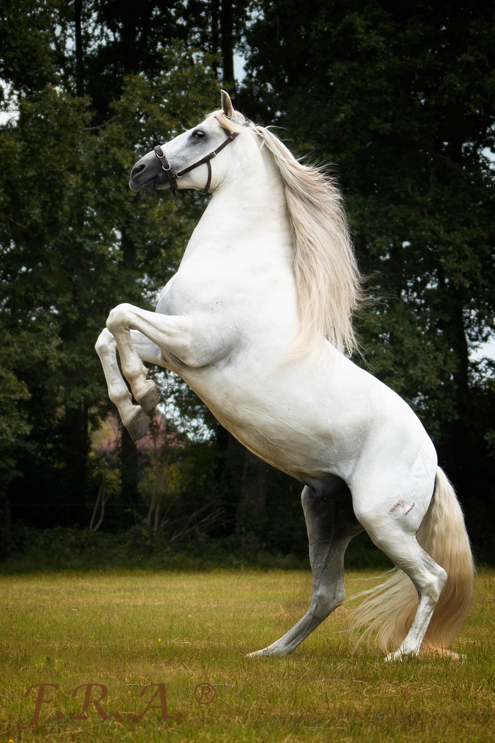 F.R.A. Freedom Riding Articles Baro Kappzaum, Leder