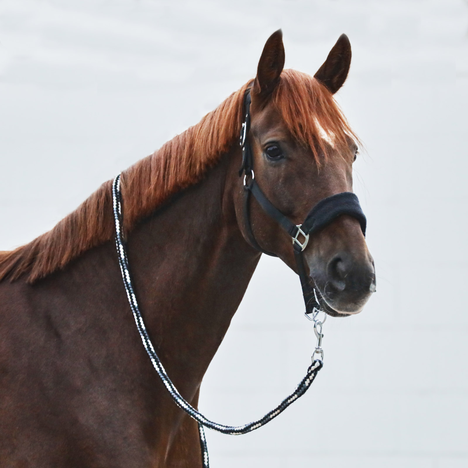 Horze Kiel F&uuml;hrstrick