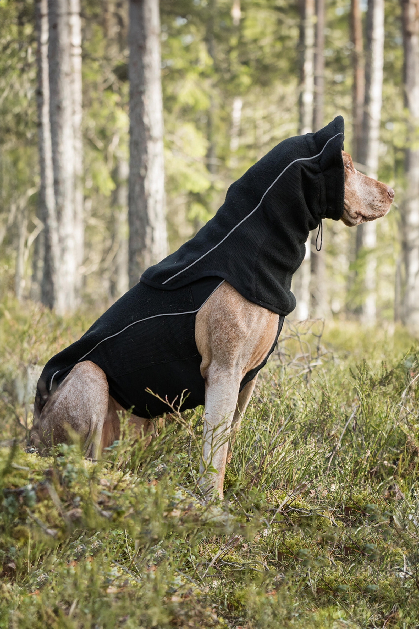 Back on Track Benji Hunde Halswärmer