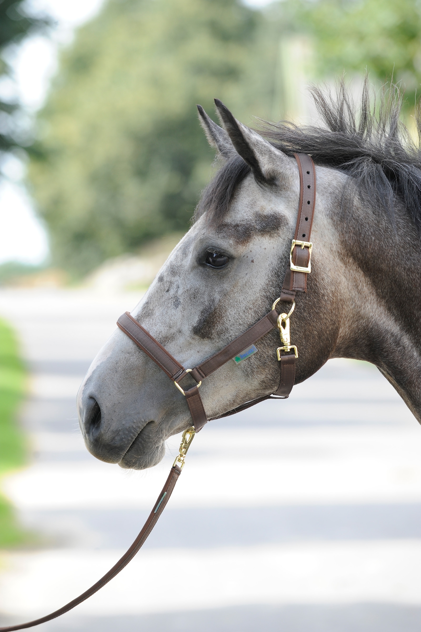 Bucas Dublin Gepolstertes Halfter