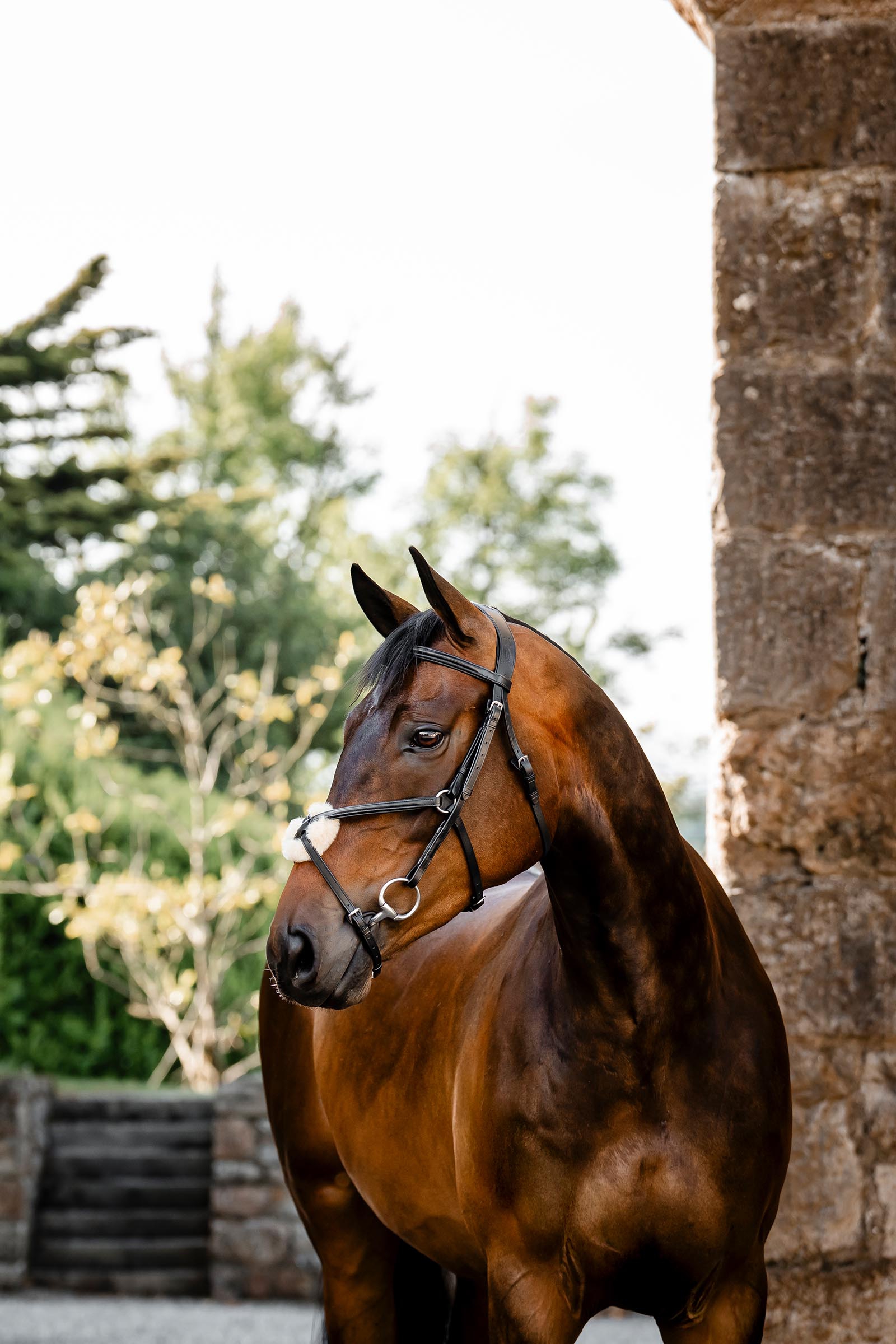 Horseware Trense mit Mexikanischem Reithalfter