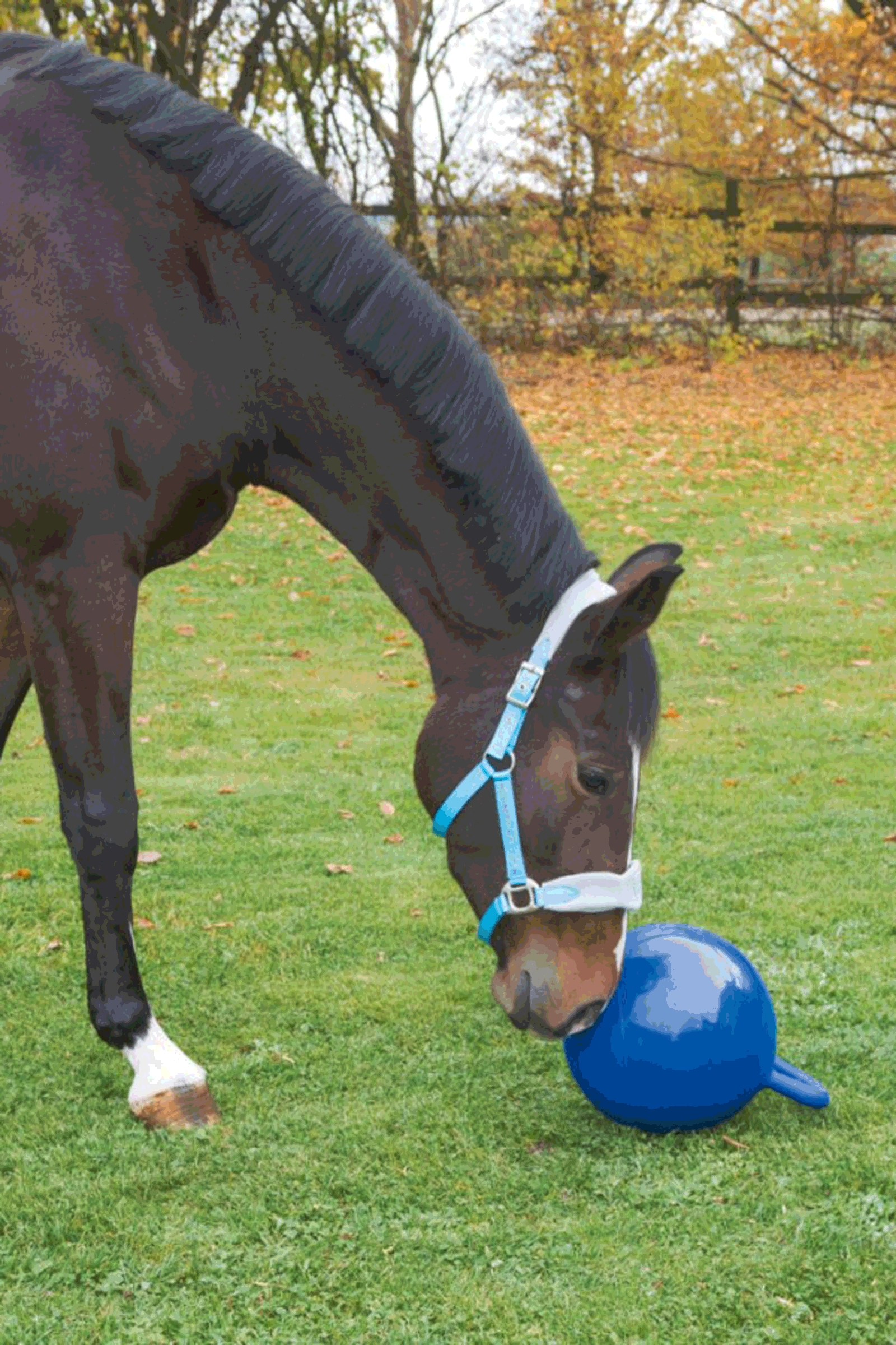 Kerbl Pferde Spielball