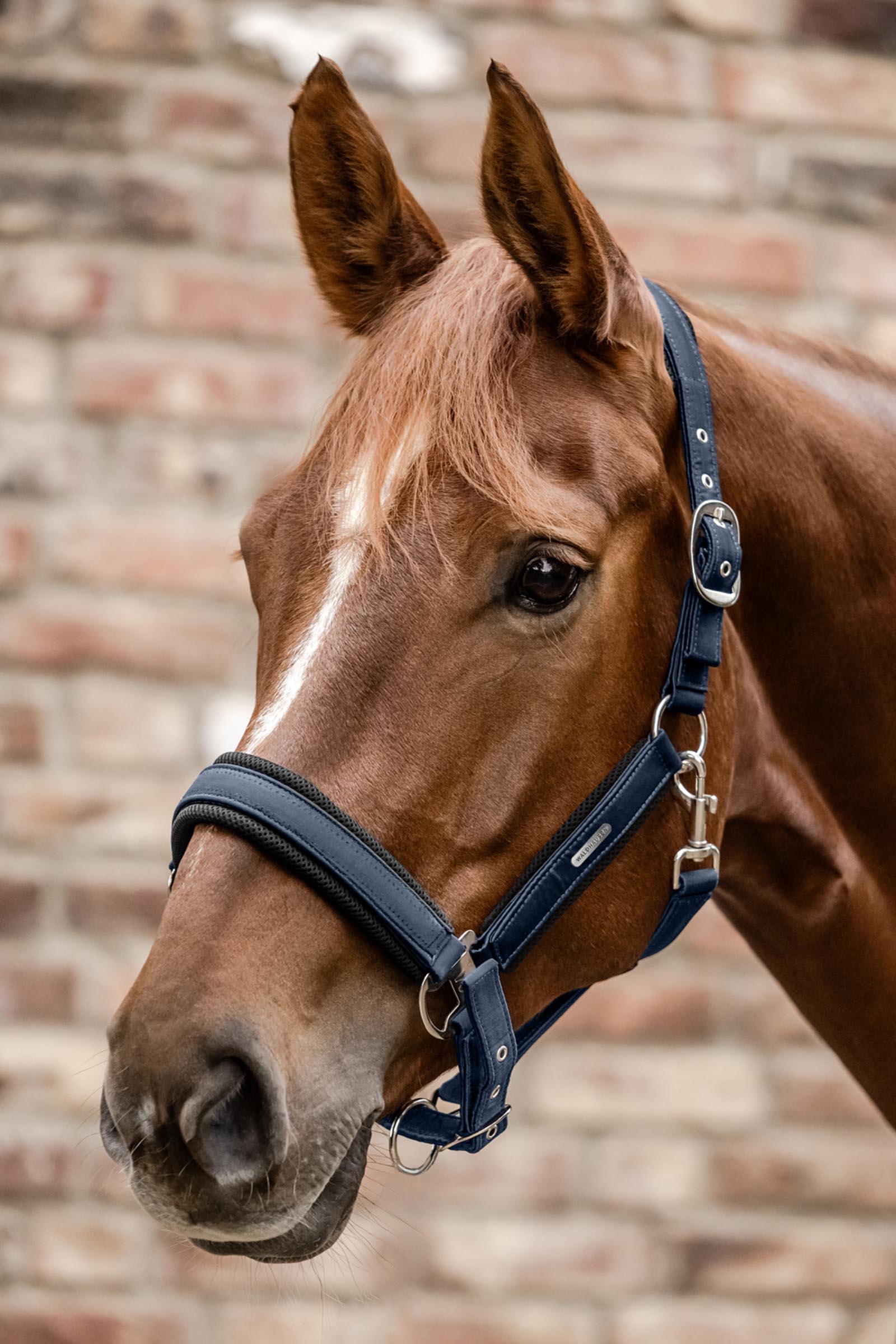 Waldhausen Breath Mesh Halfter