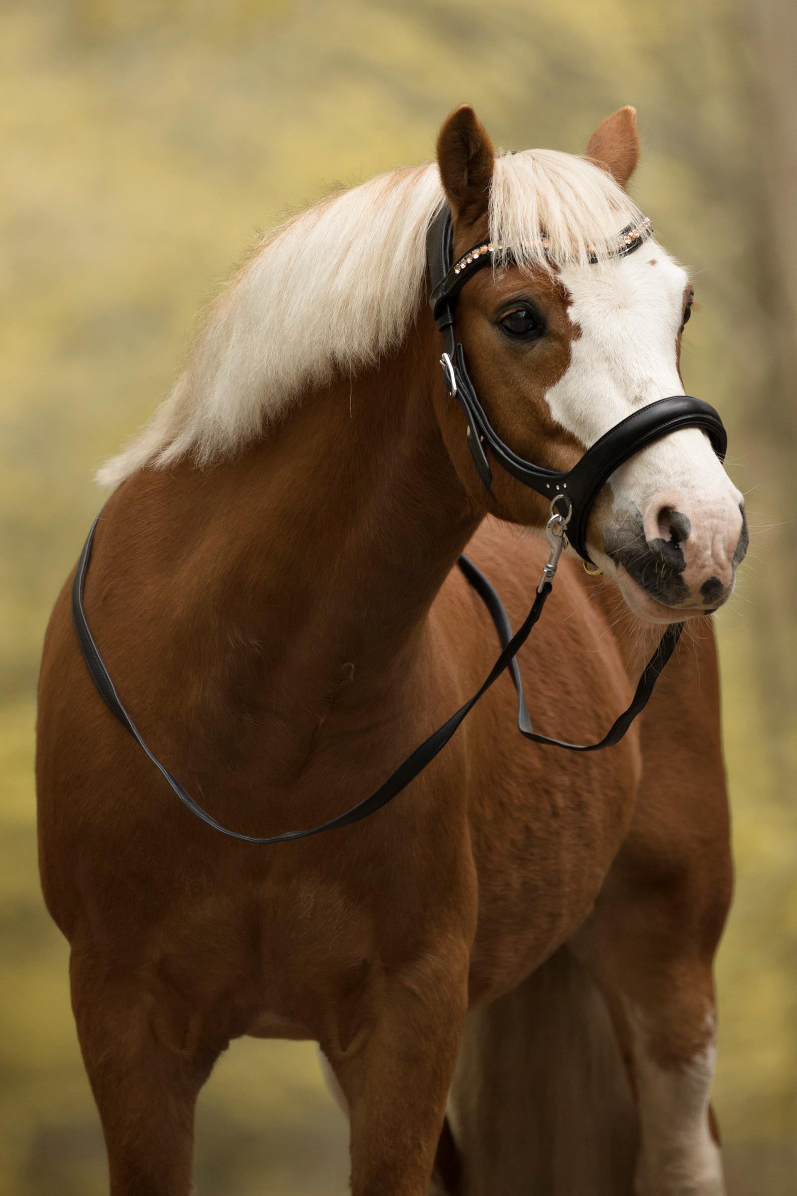 F.R.A. Freedom Riding Articles Rebecca Sidepull mit Zügeln (System 3)