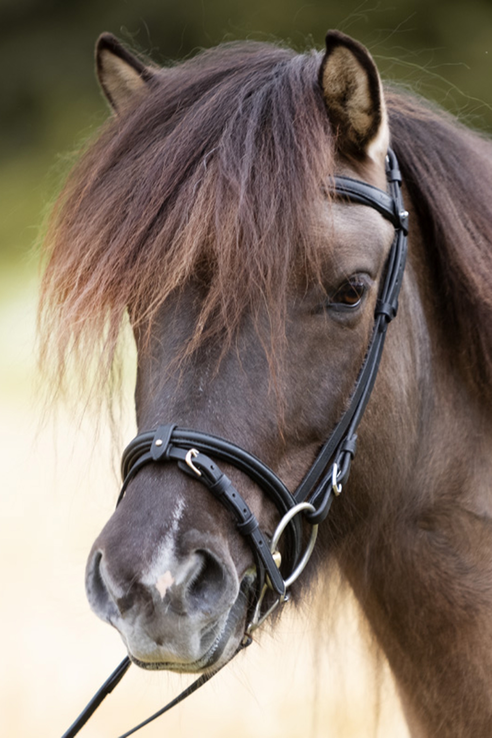 Kavalkade Svartur Englisches Reithalfter f&uuml;r Islandtrense Kjartan