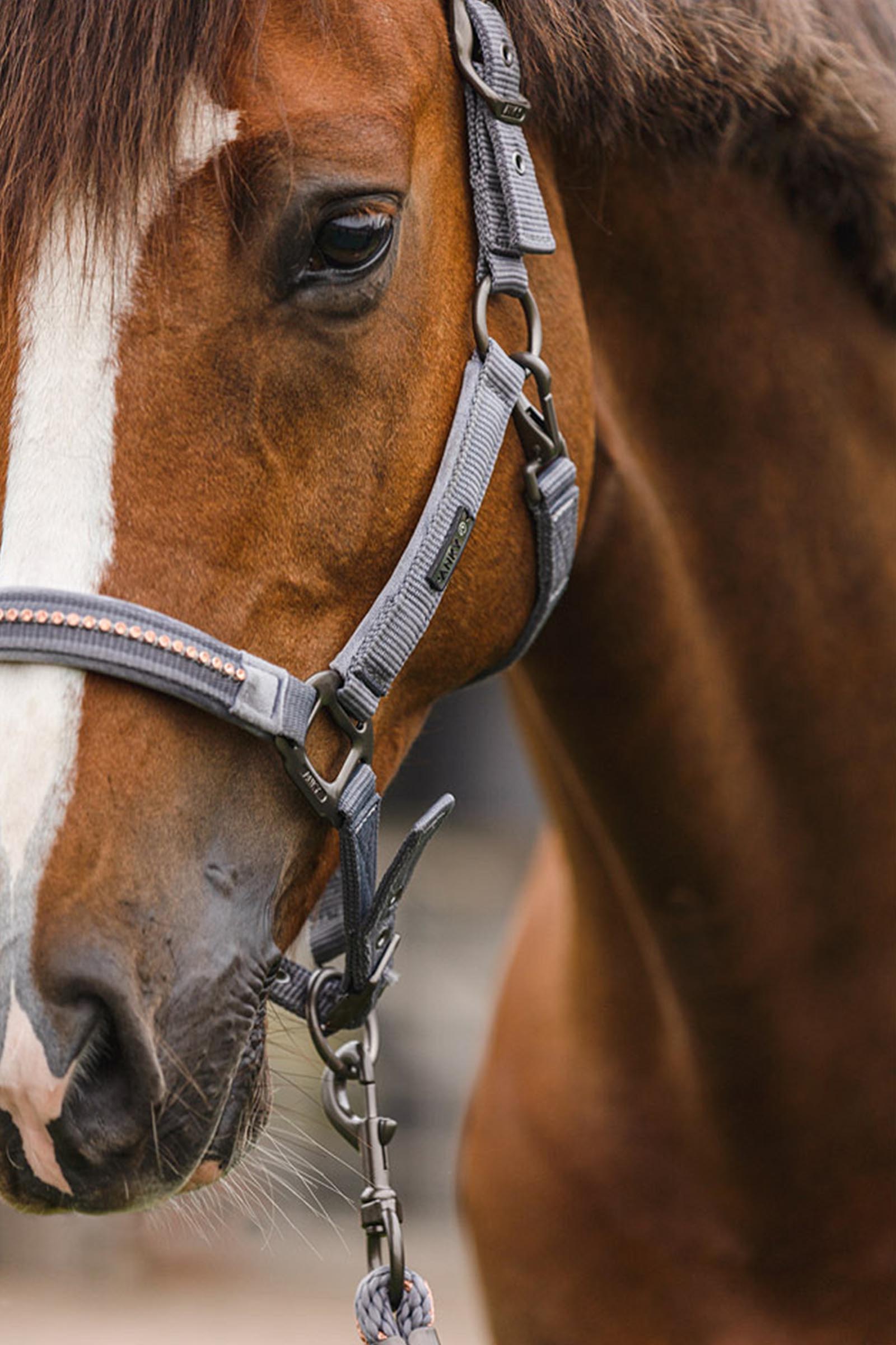 ANKY Stones Halfter- und F&uuml;hrstrick-Set